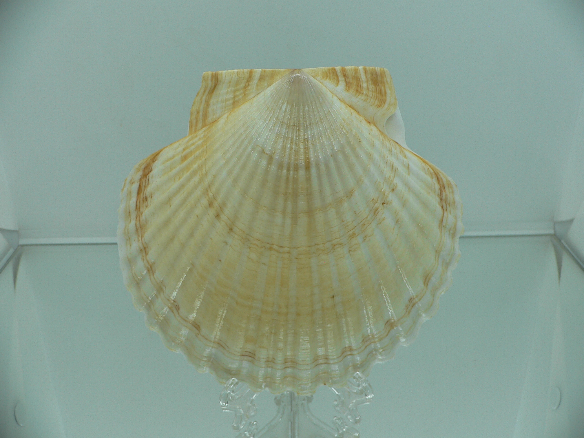 Patinopecten yessoensis WIAVY & YELLOW