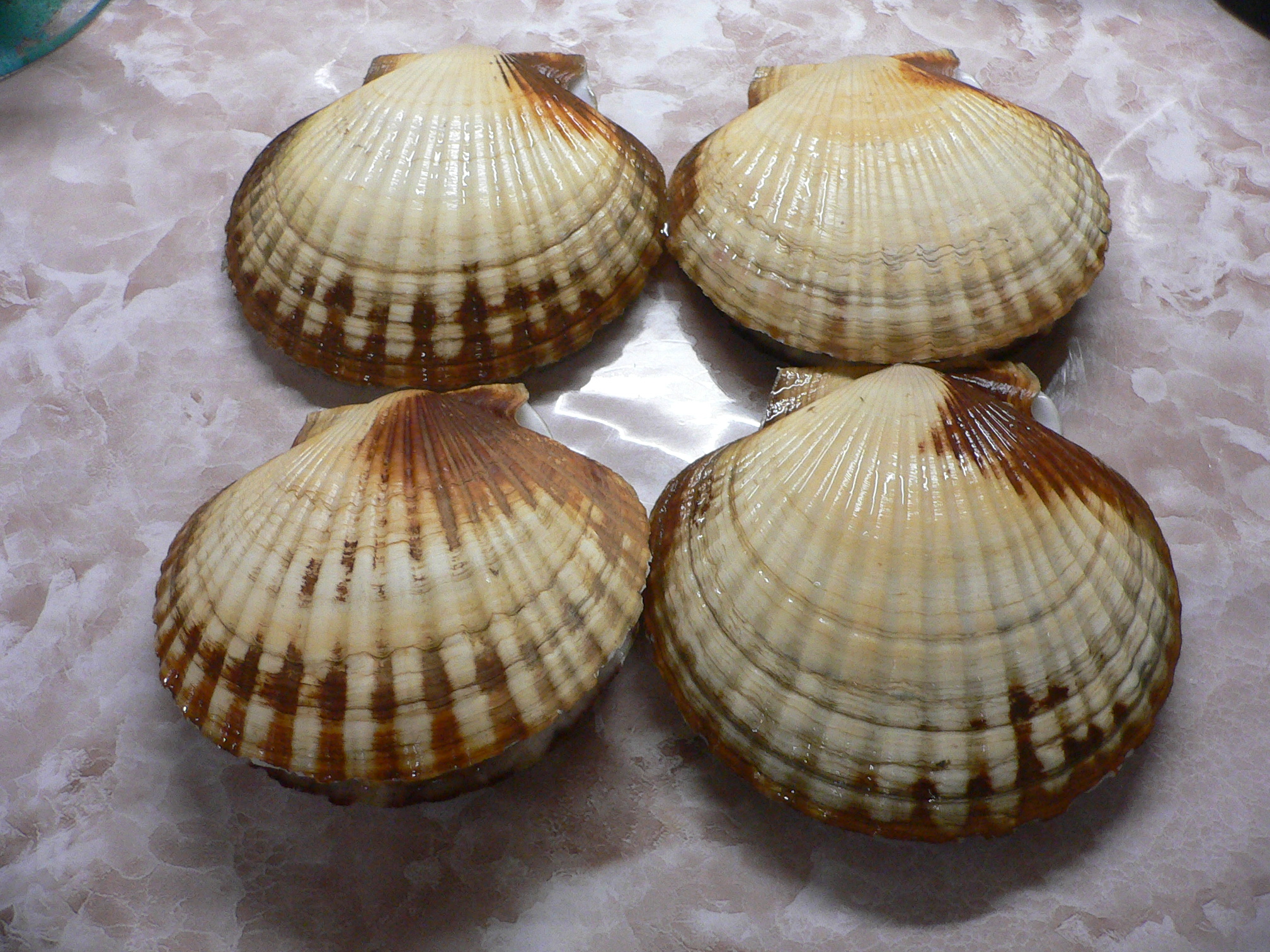 Patinopecten yessoensis WIAVY & YELLOW