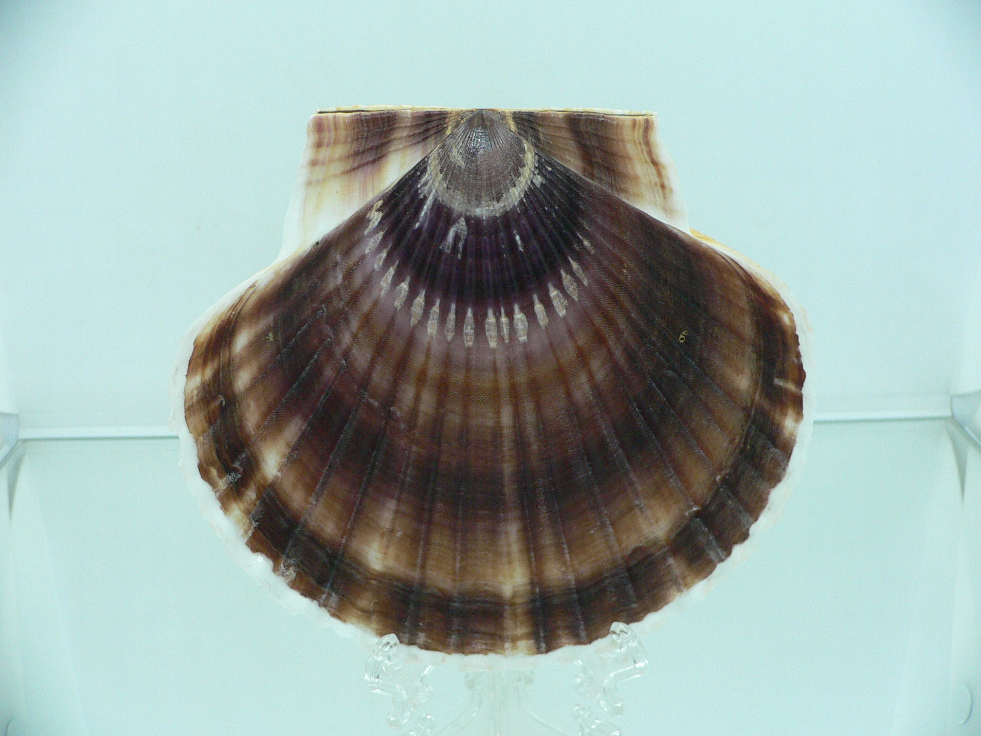 Patinopecten yessoensis WIAVY & YELLOW
