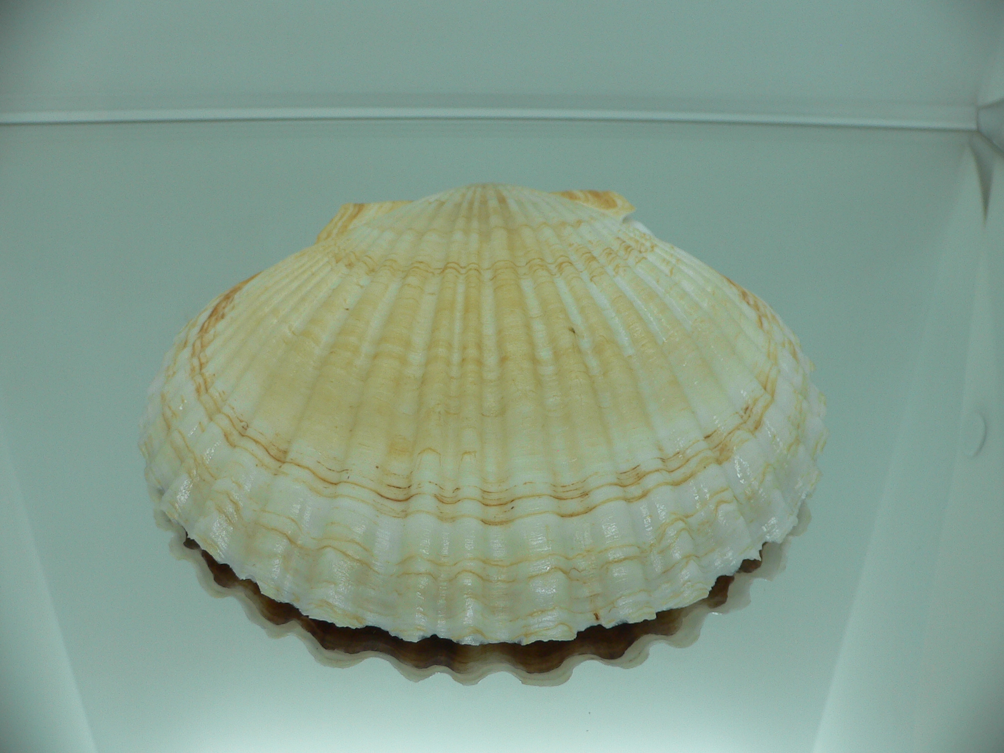 Patinopecten yessoensis WIAVY & YELLOW