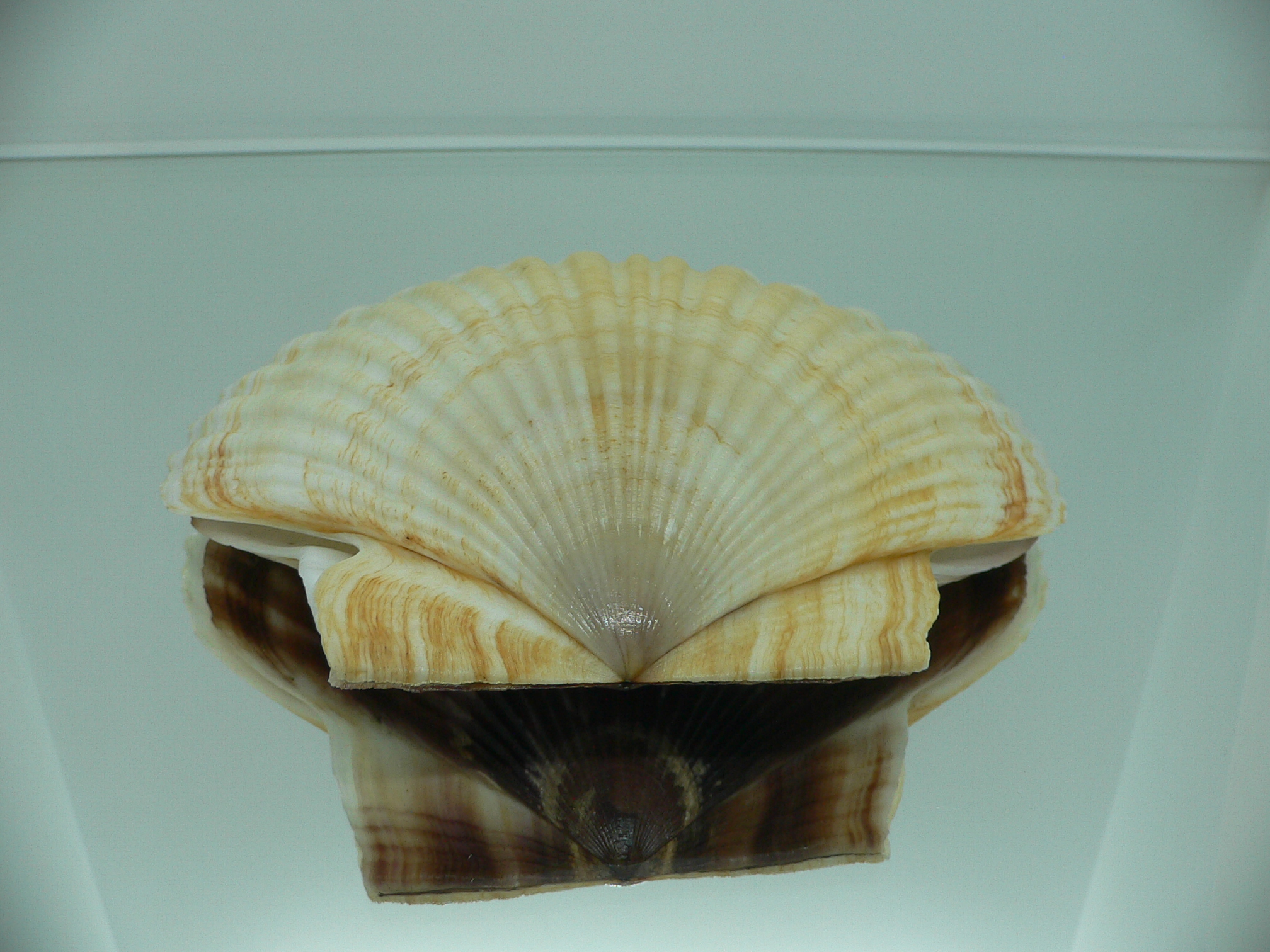 Patinopecten yessoensis WIAVY & YELLOW