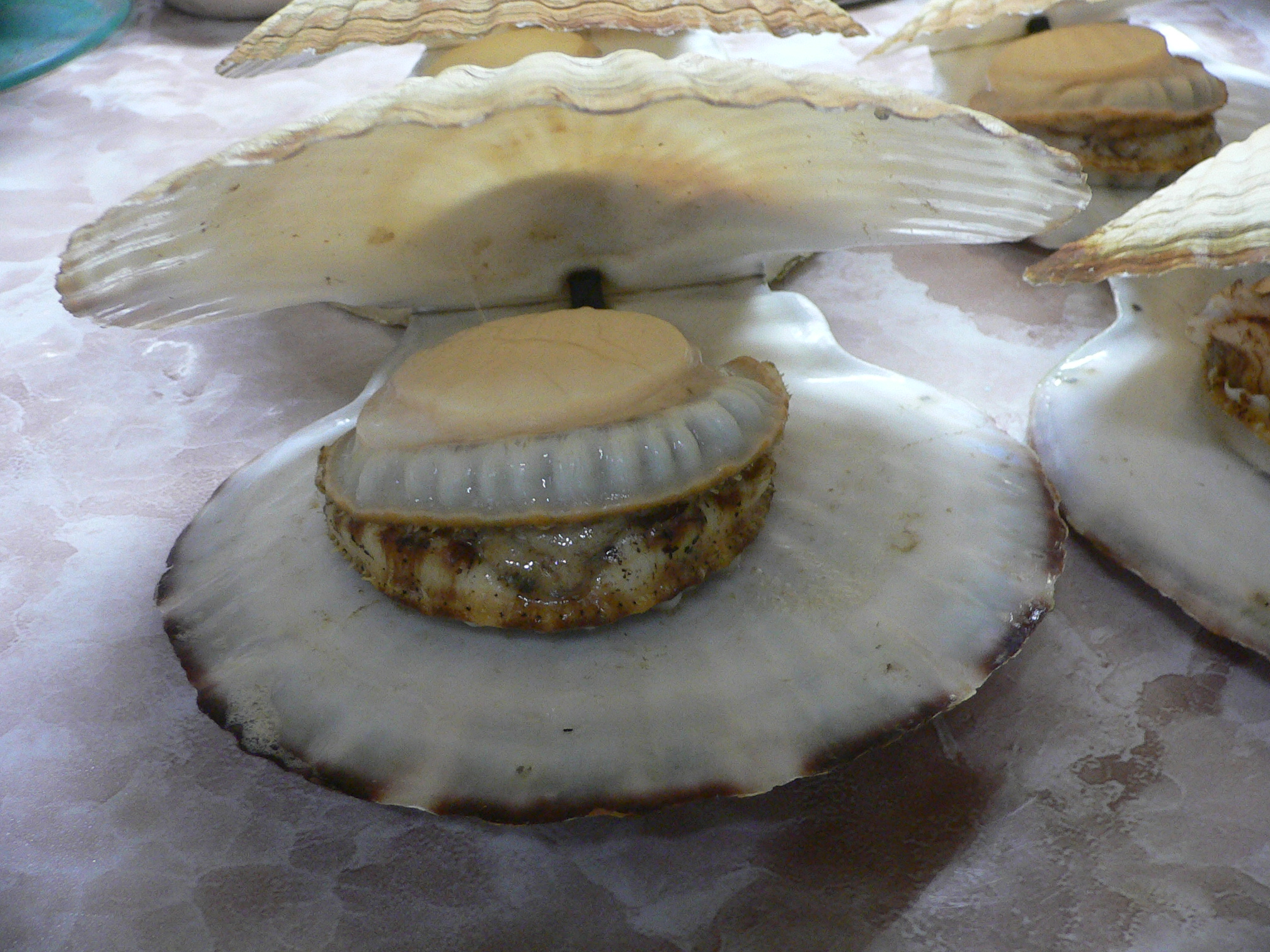 Patinopecten yessoensis WIAVY & YELLOW