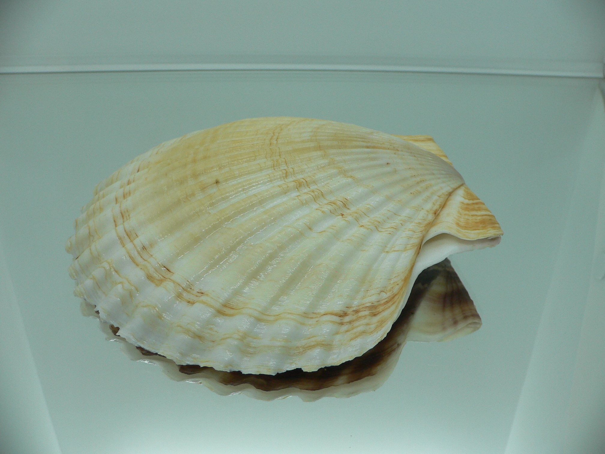 Patinopecten yessoensis WIAVY & YELLOW