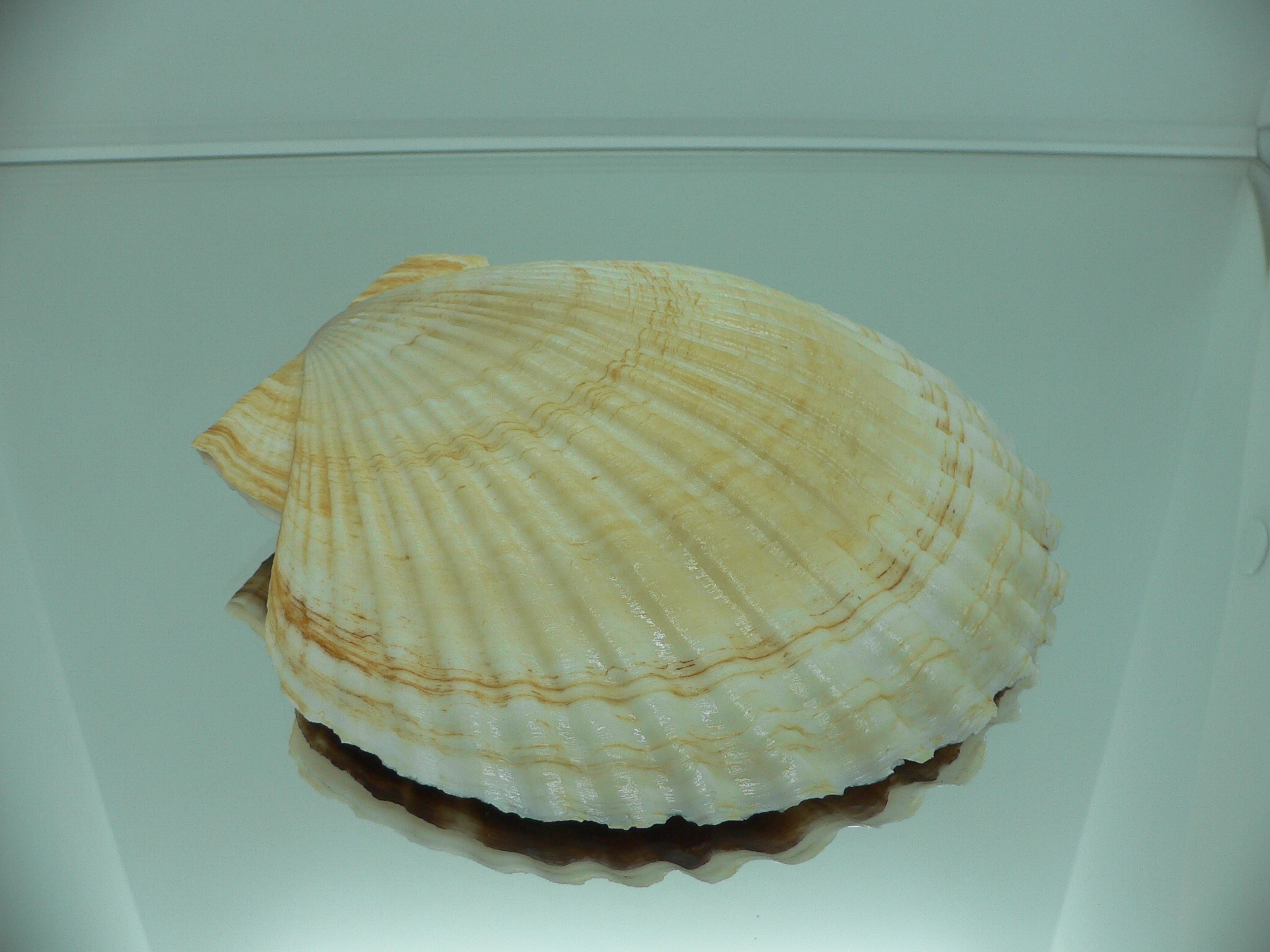 Patinopecten yessoensis WIAVY & YELLOW