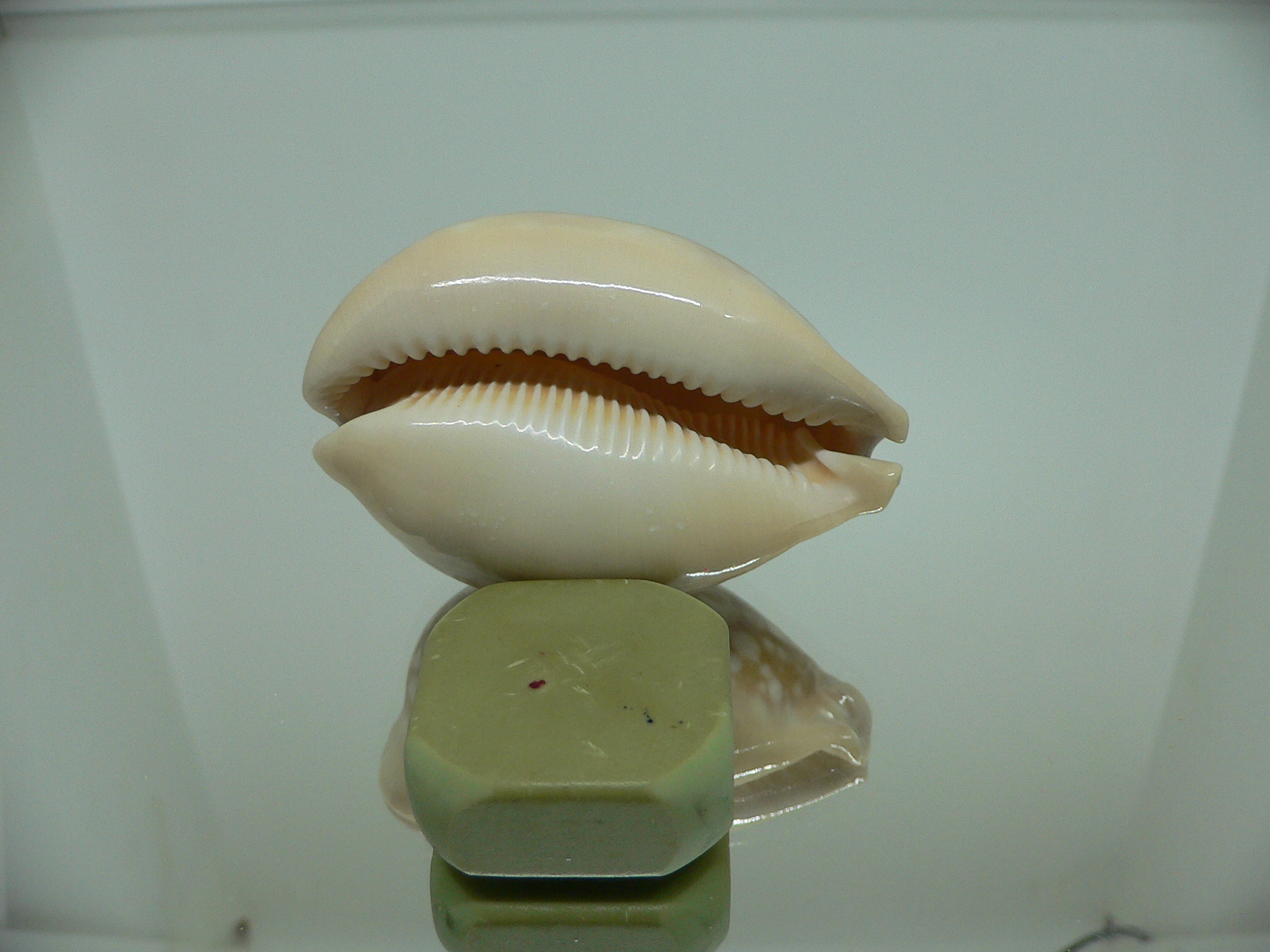 Cypraea nivosa VERY BIG & GLOBOSE