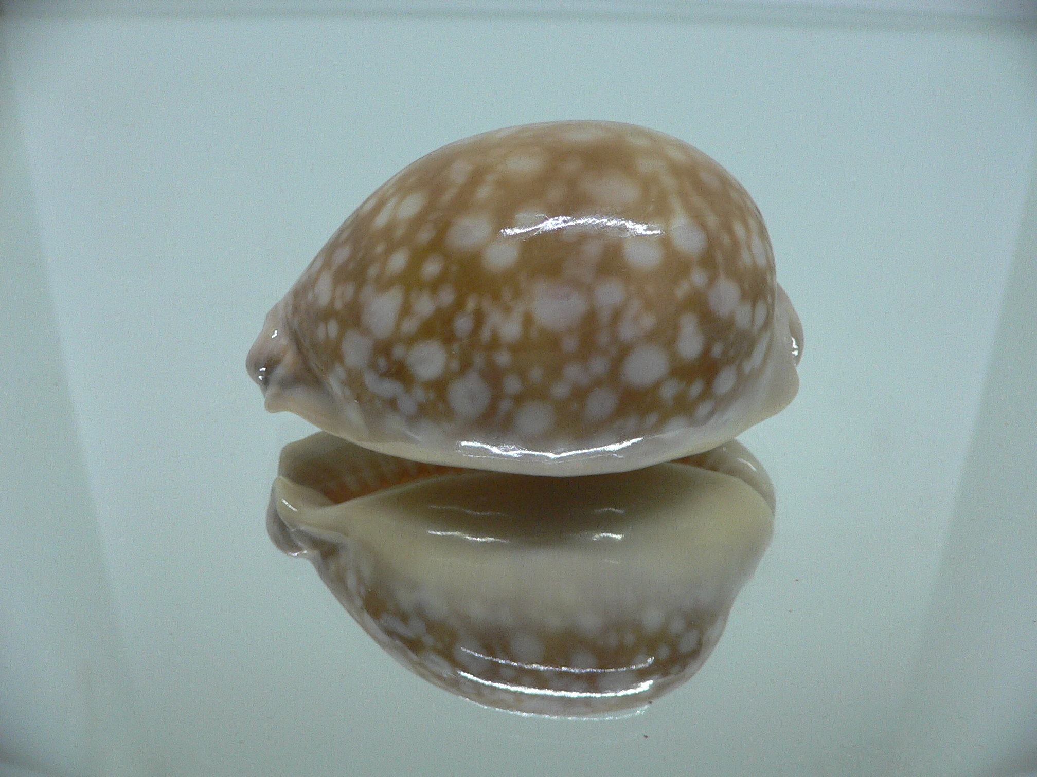 Cypraea nivosa VERY BIG & GLOBOSE