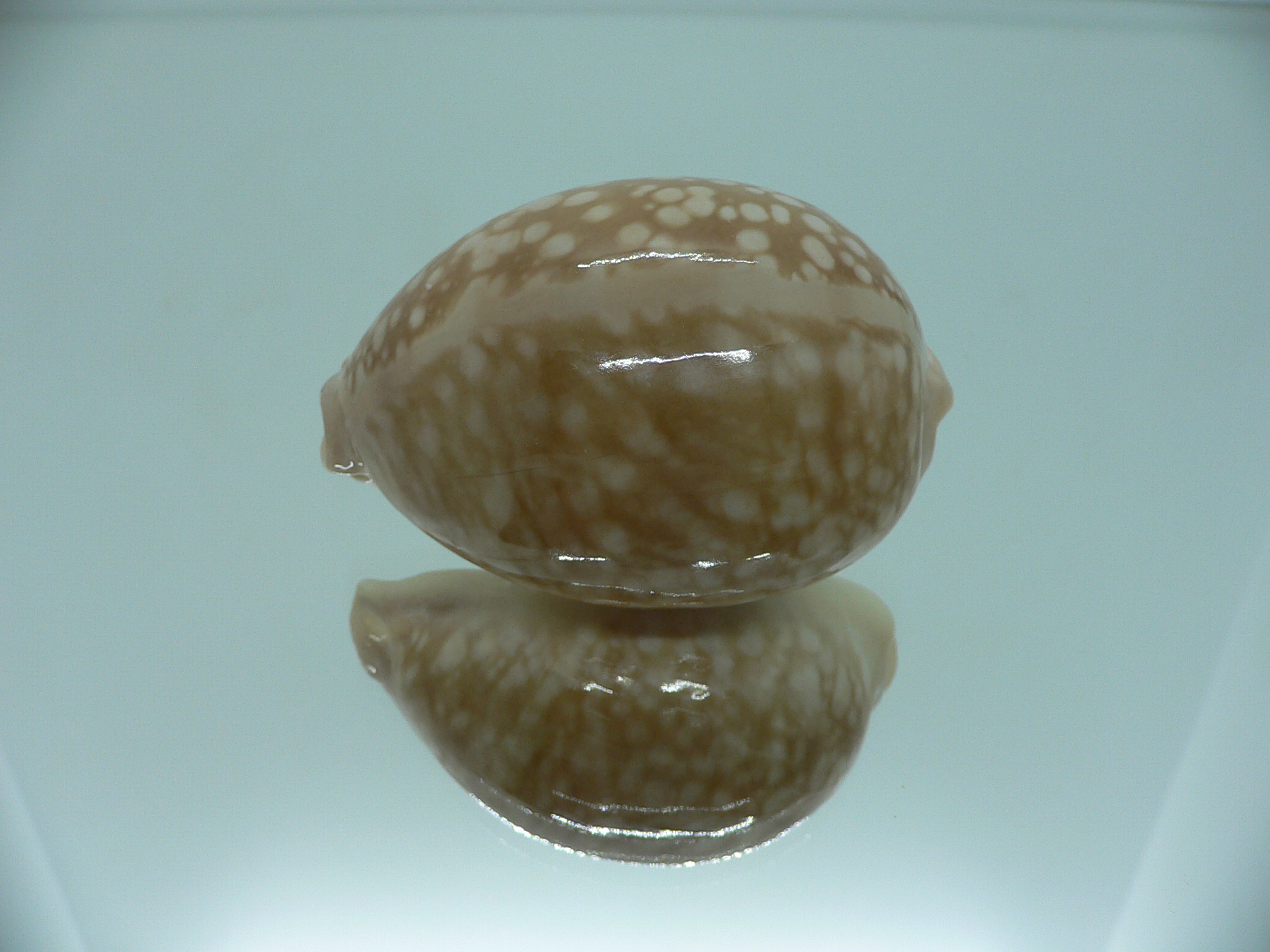 Cypraea nivosa BIG & ROUNDED