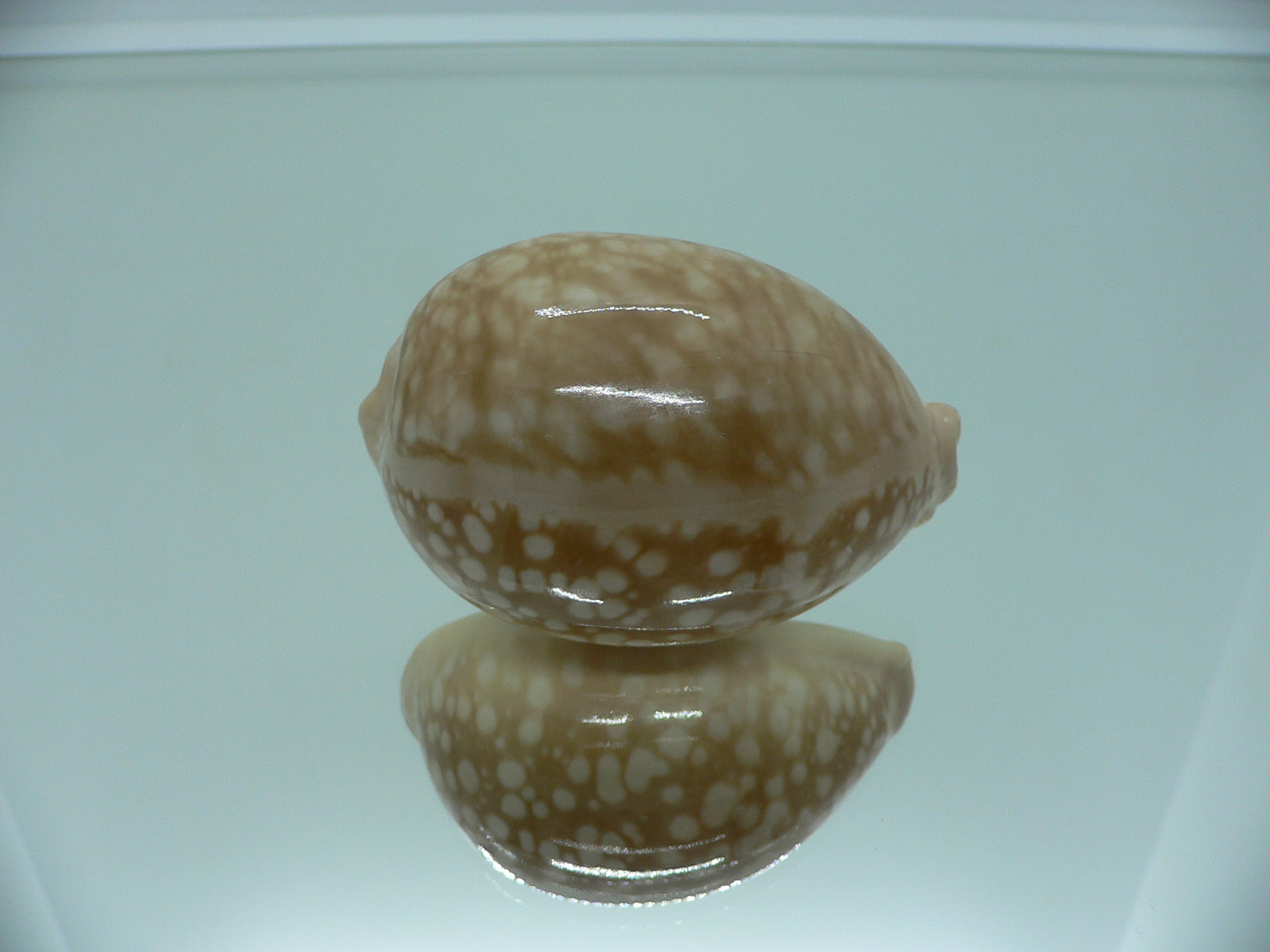 Cypraea nivosa BIG & ROUNDED