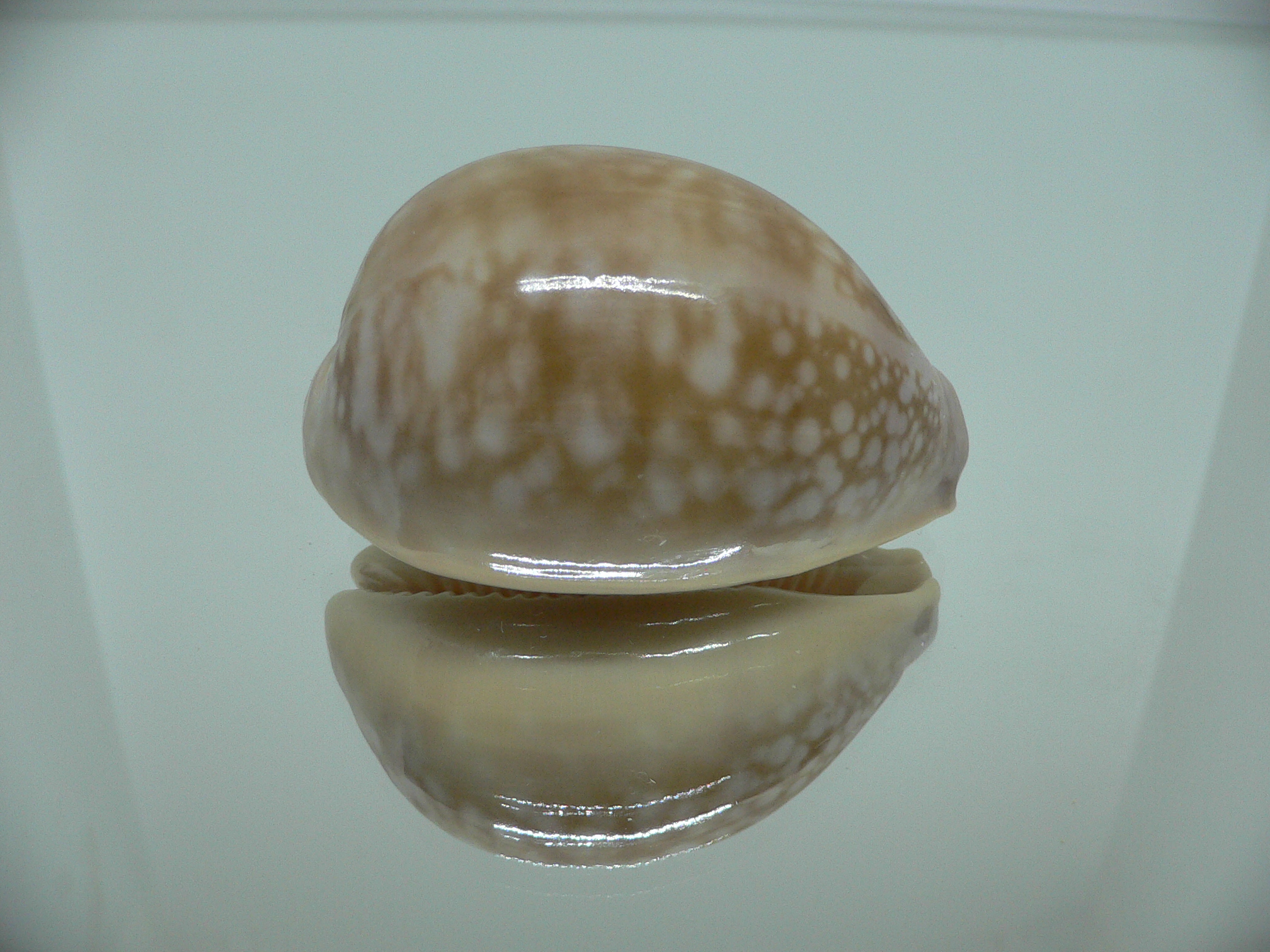 Cypraea nivosa VERY BIG & GLOBOSE