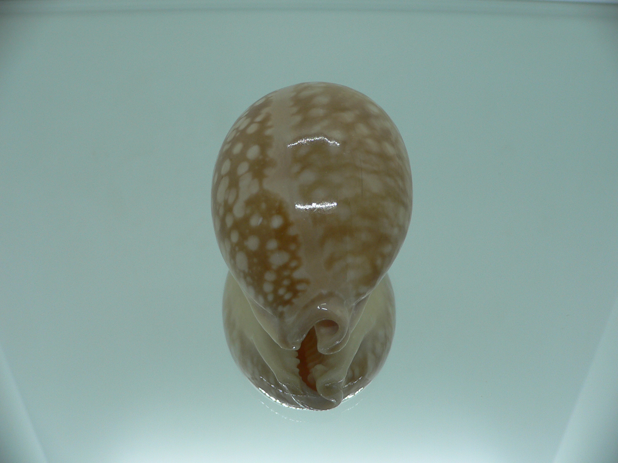 Cypraea nivosa BIG & ROUNDED