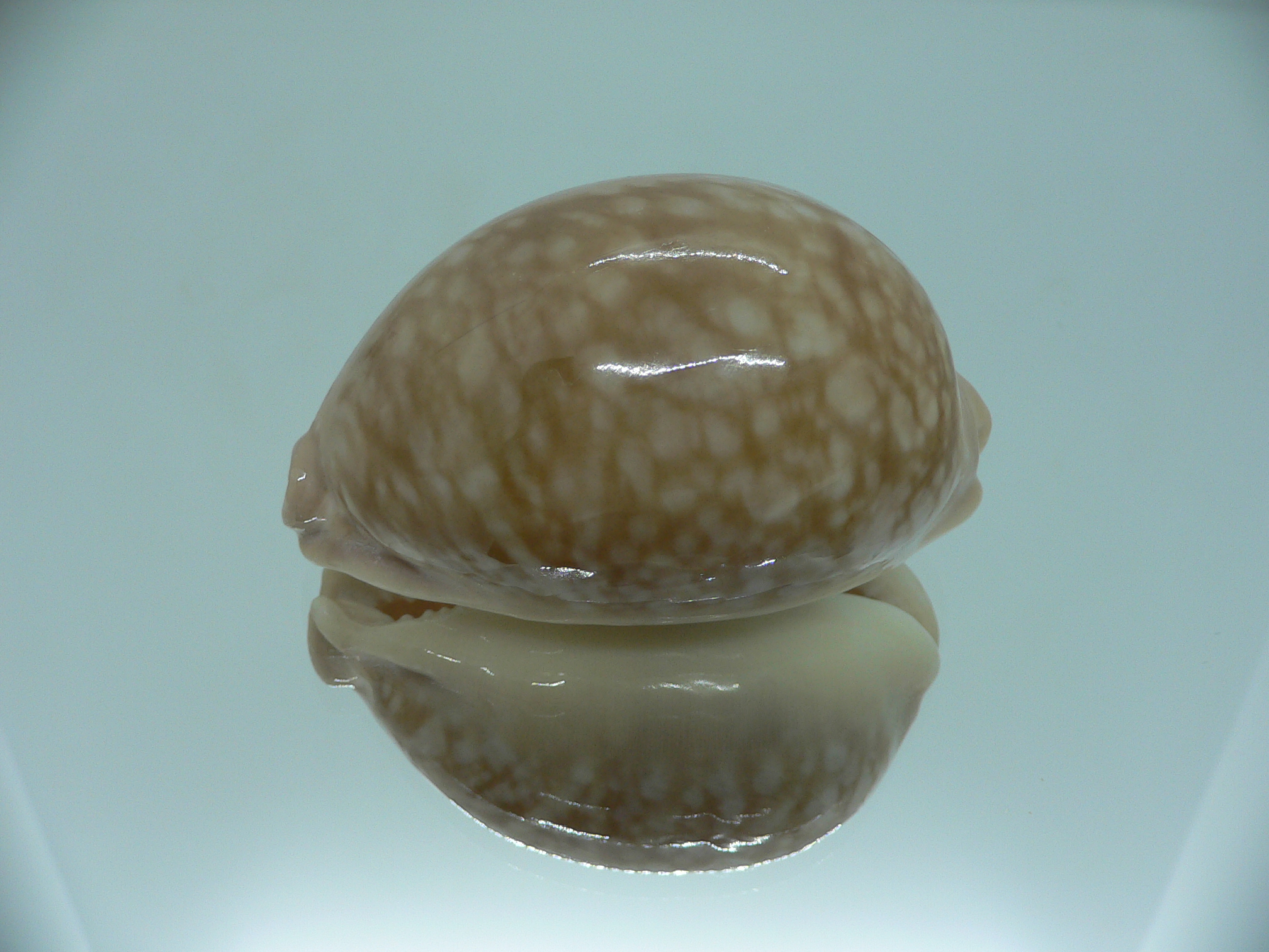 Cypraea nivosa BIG & ROUNDED