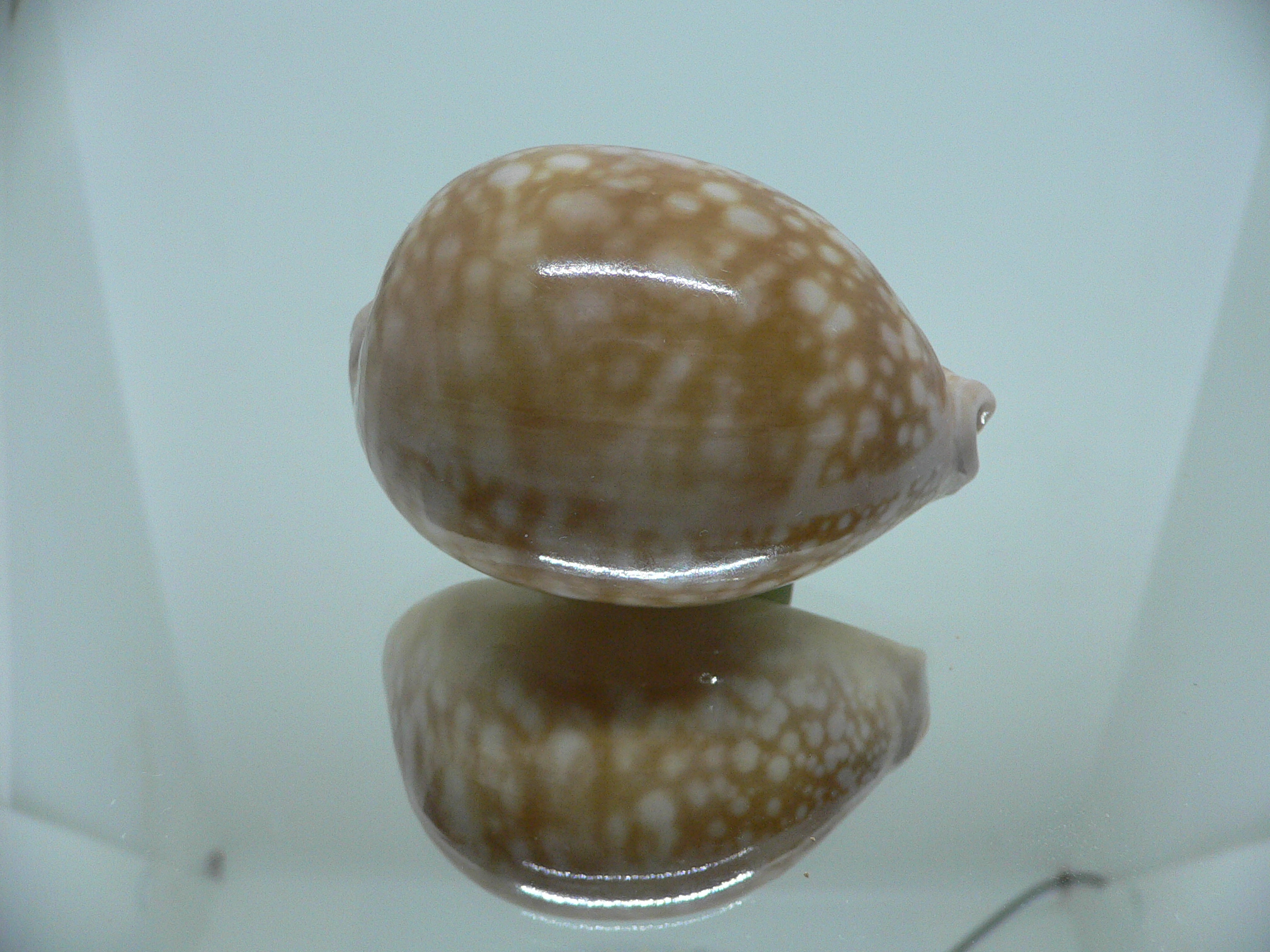 Cypraea nivosa VERY BIG & GLOBOSE