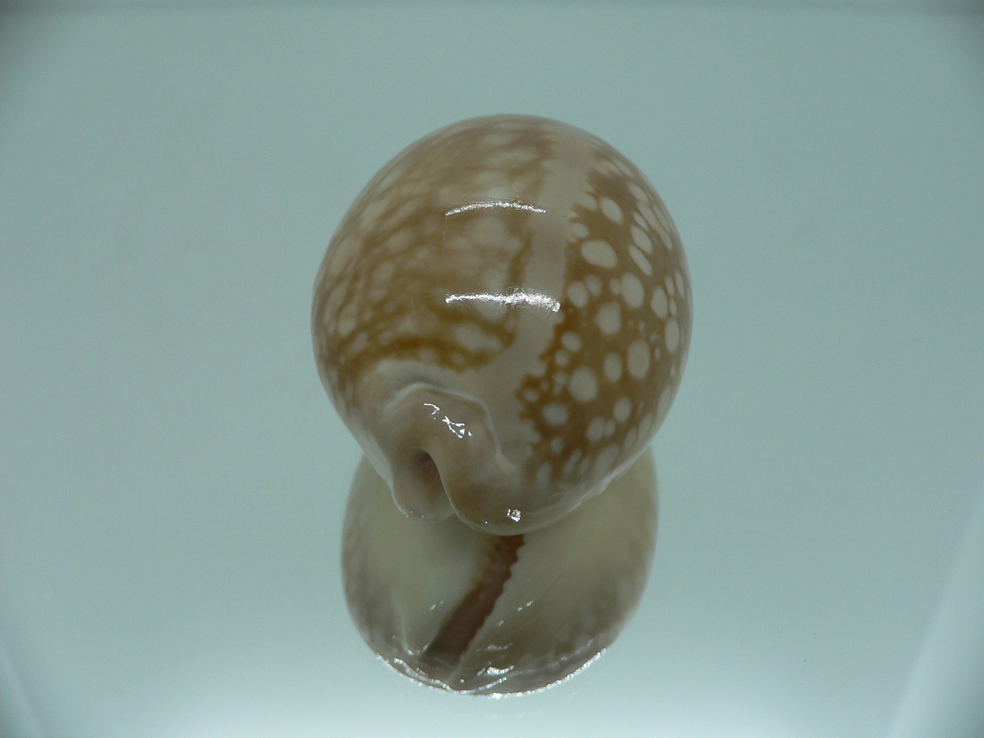 Cypraea nivosa BIG & ROUNDED