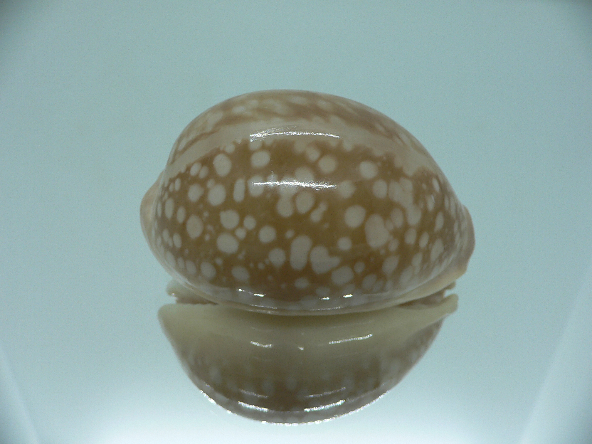 Cypraea nivosa BIG & ROUNDED