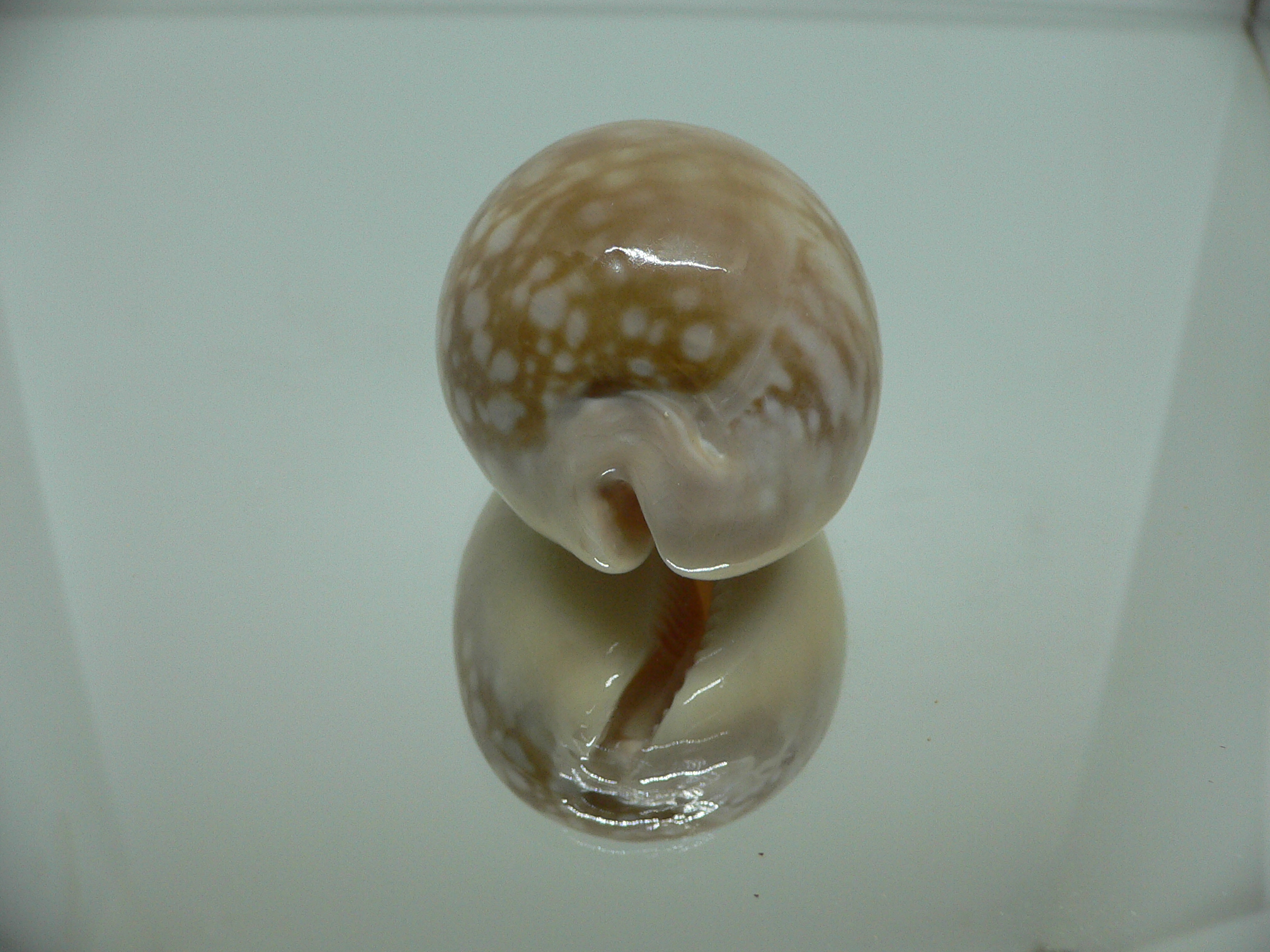 Cypraea nivosa VERY BIG & GLOBOSE