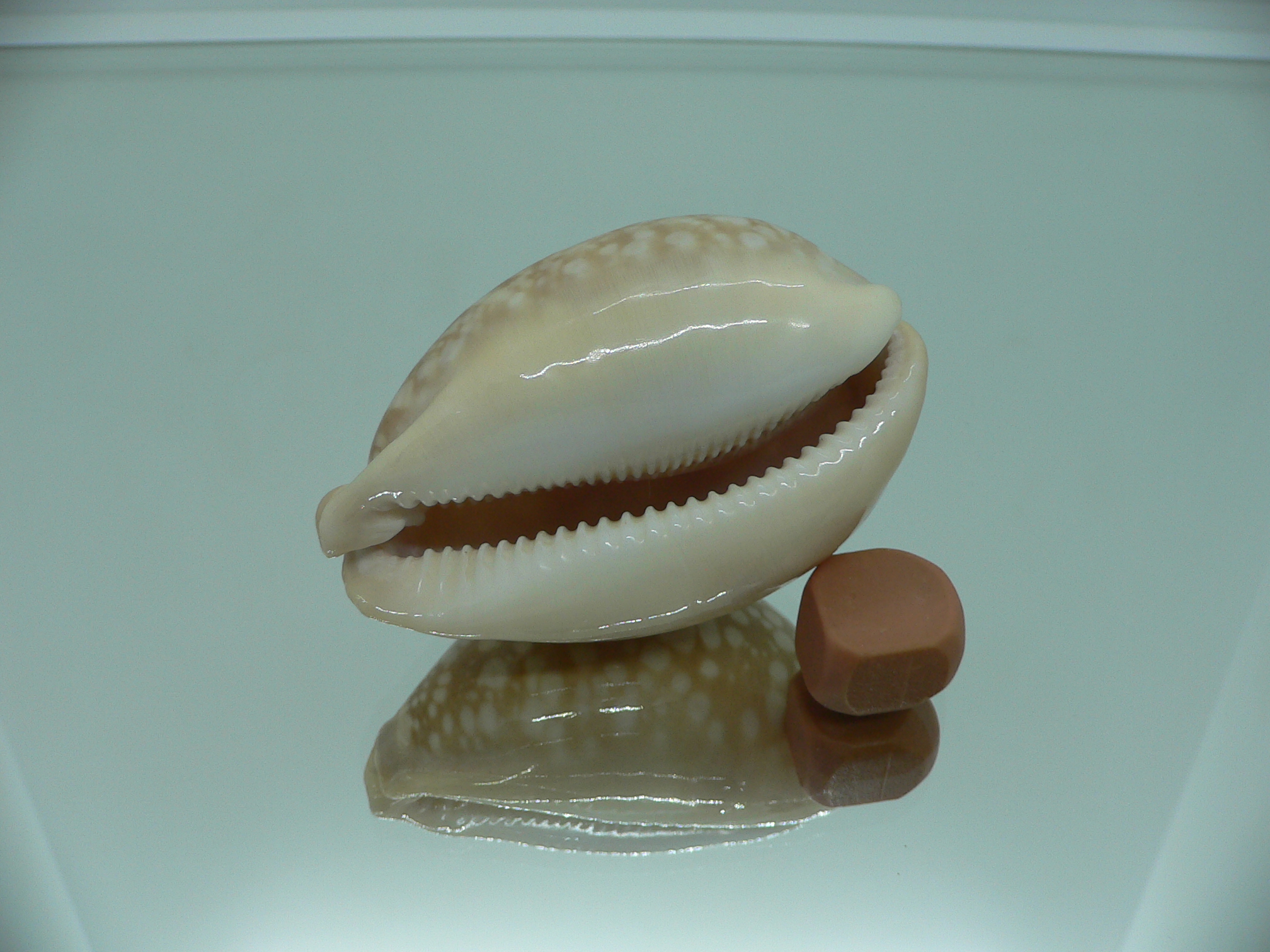 Cypraea nivosa BIG & ROUNDED