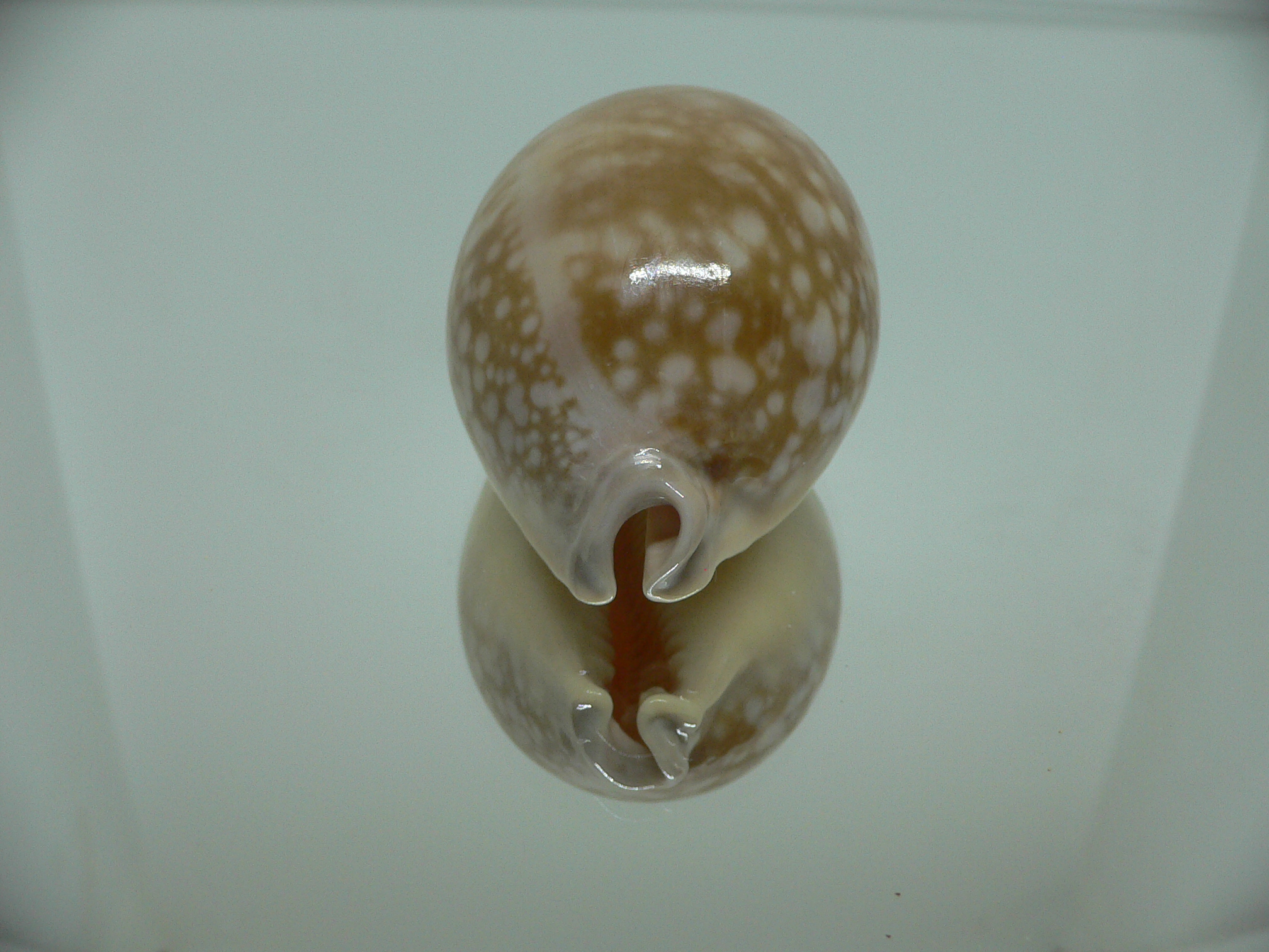 Cypraea nivosa VERY BIG & GLOBOSE