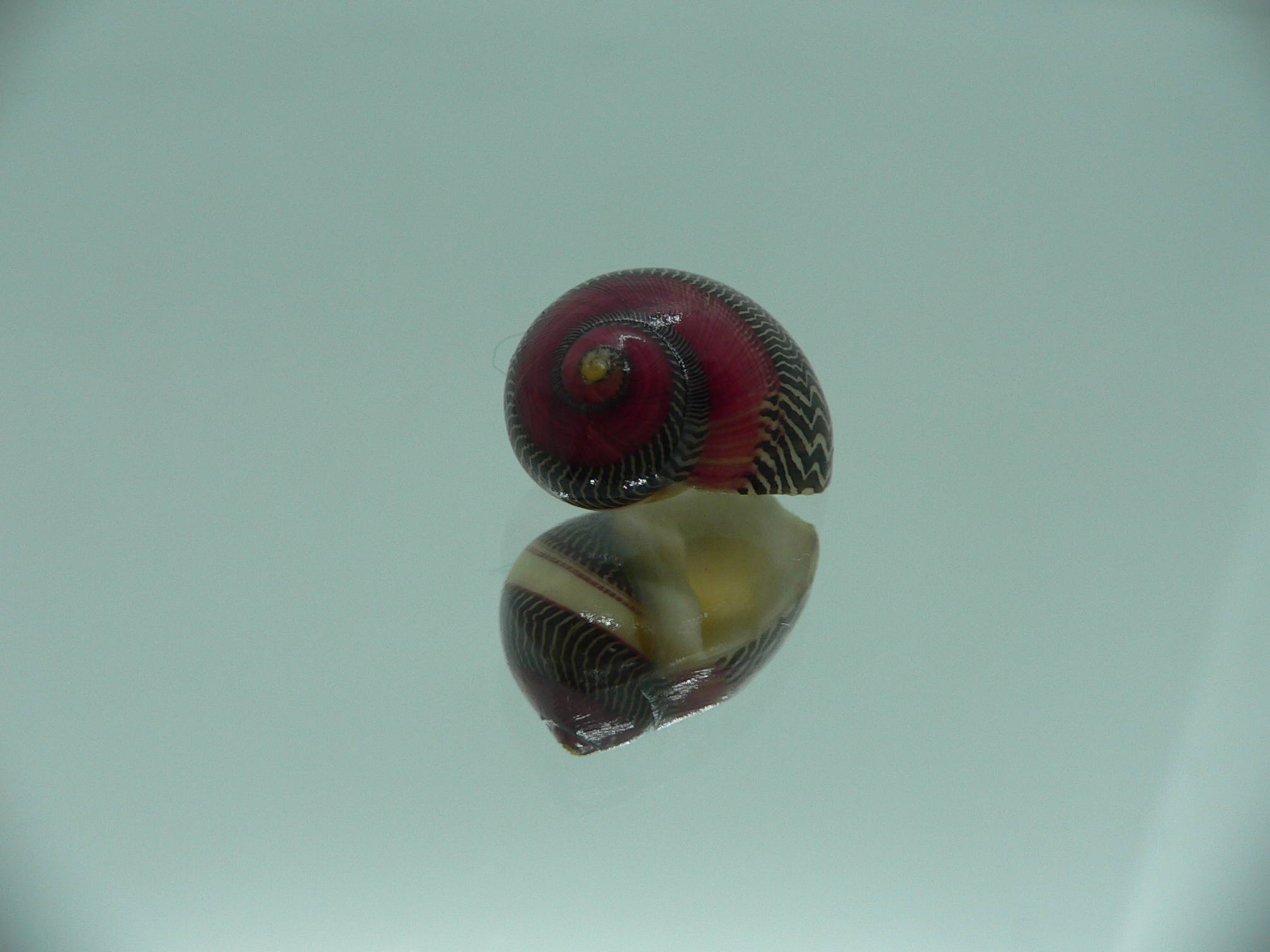 Neritina waigiensis TRICOLOR