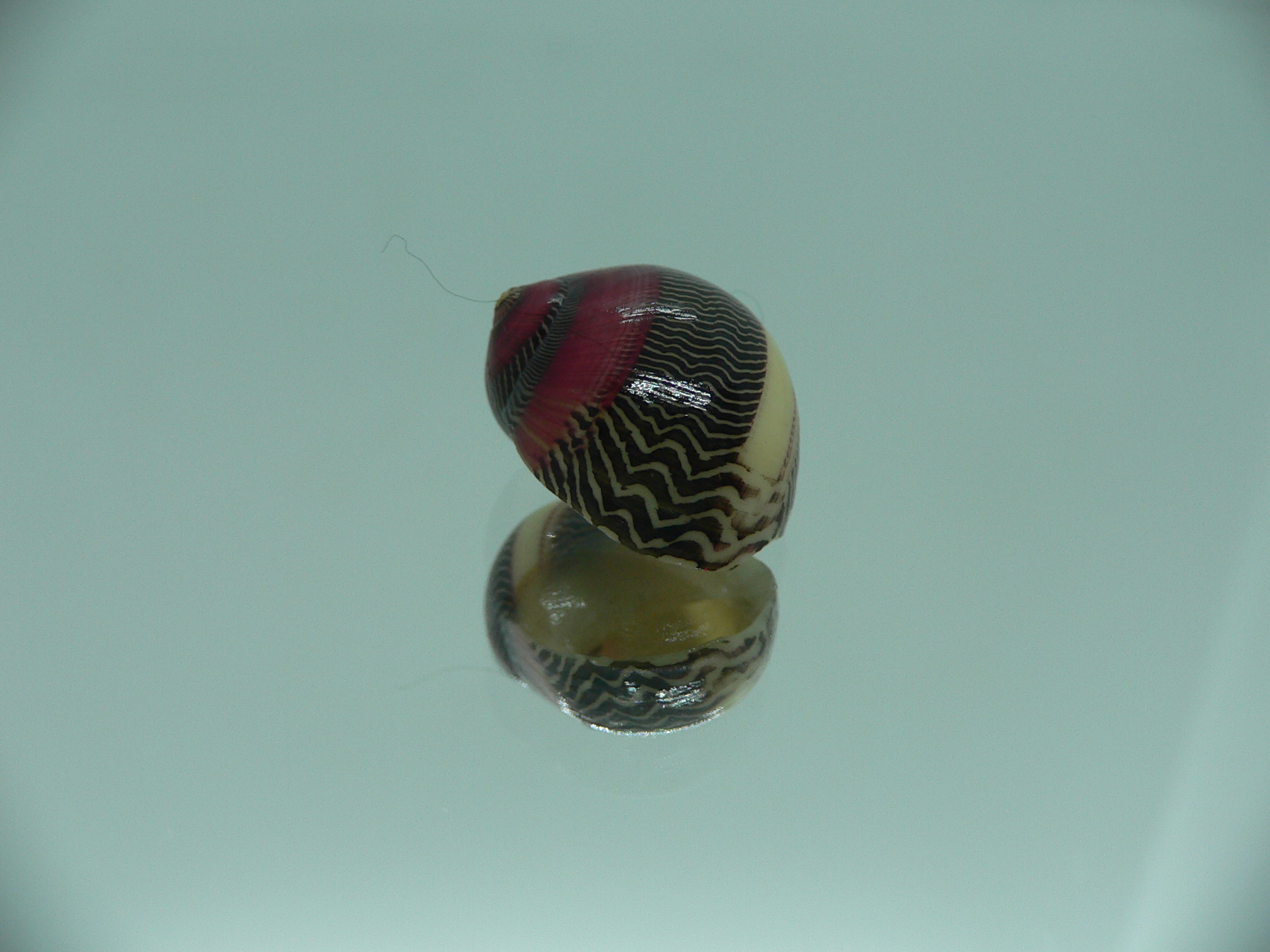 Neritina waigiensis TRICOLOR