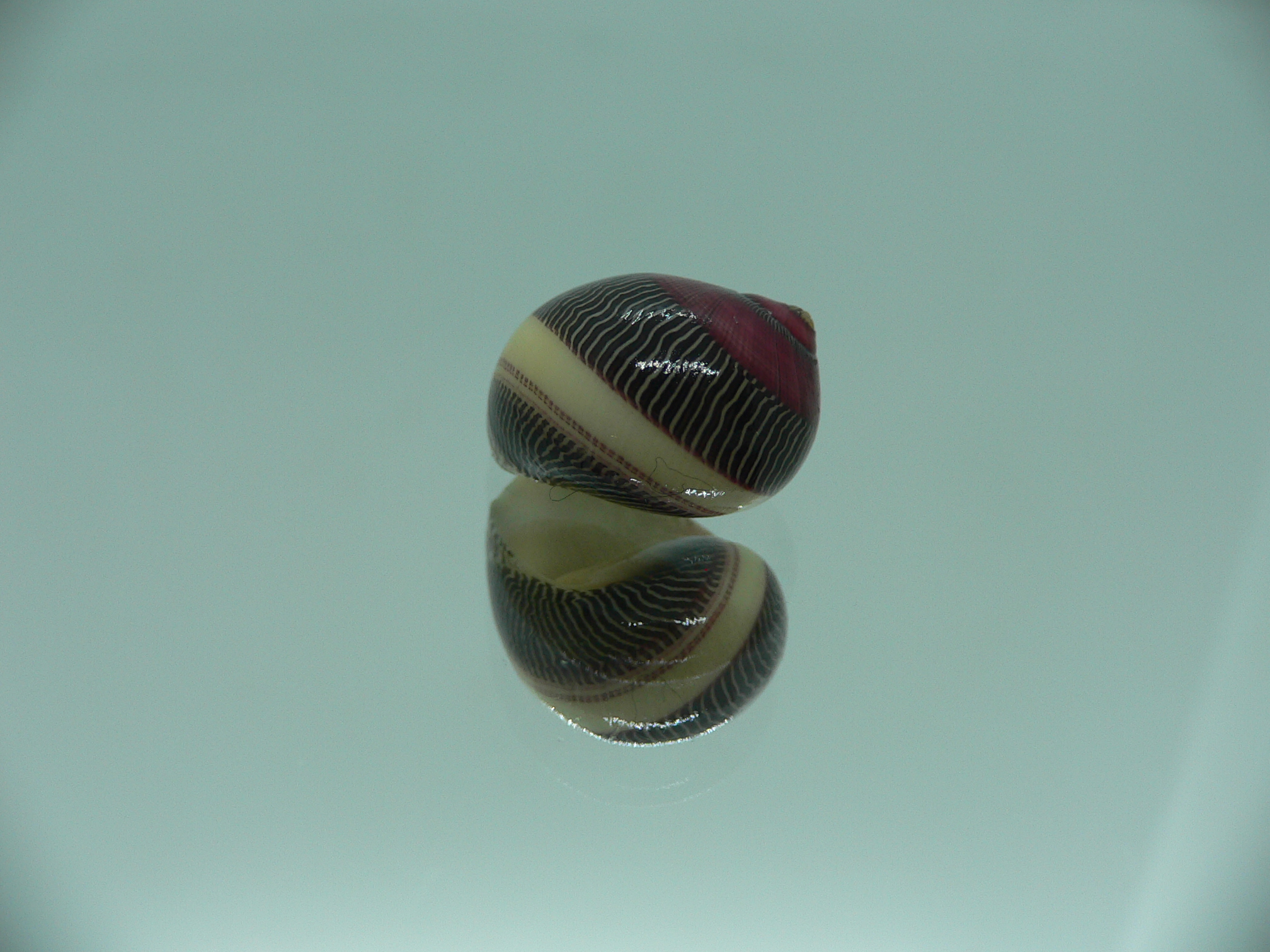 Neritina waigiensis TRICOLOR