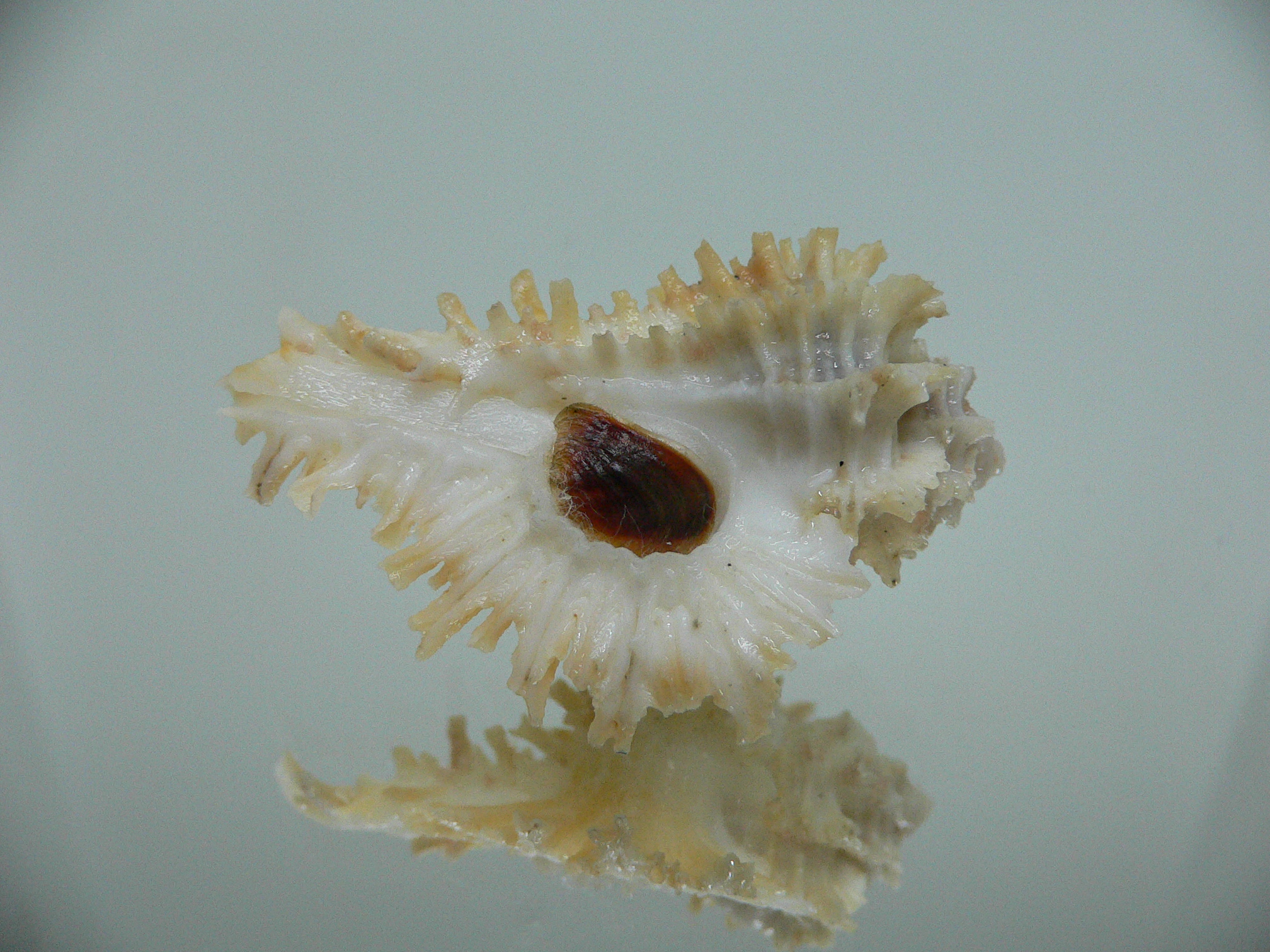 Homalocantha secunda SUPER