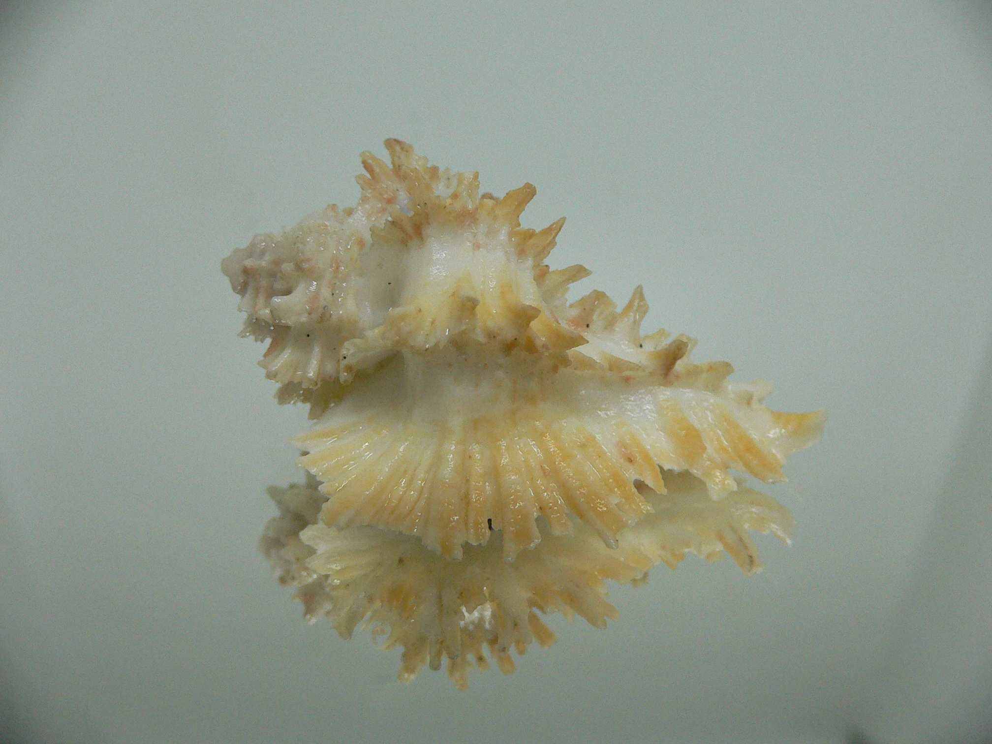 Homalocantha secunda SUPER