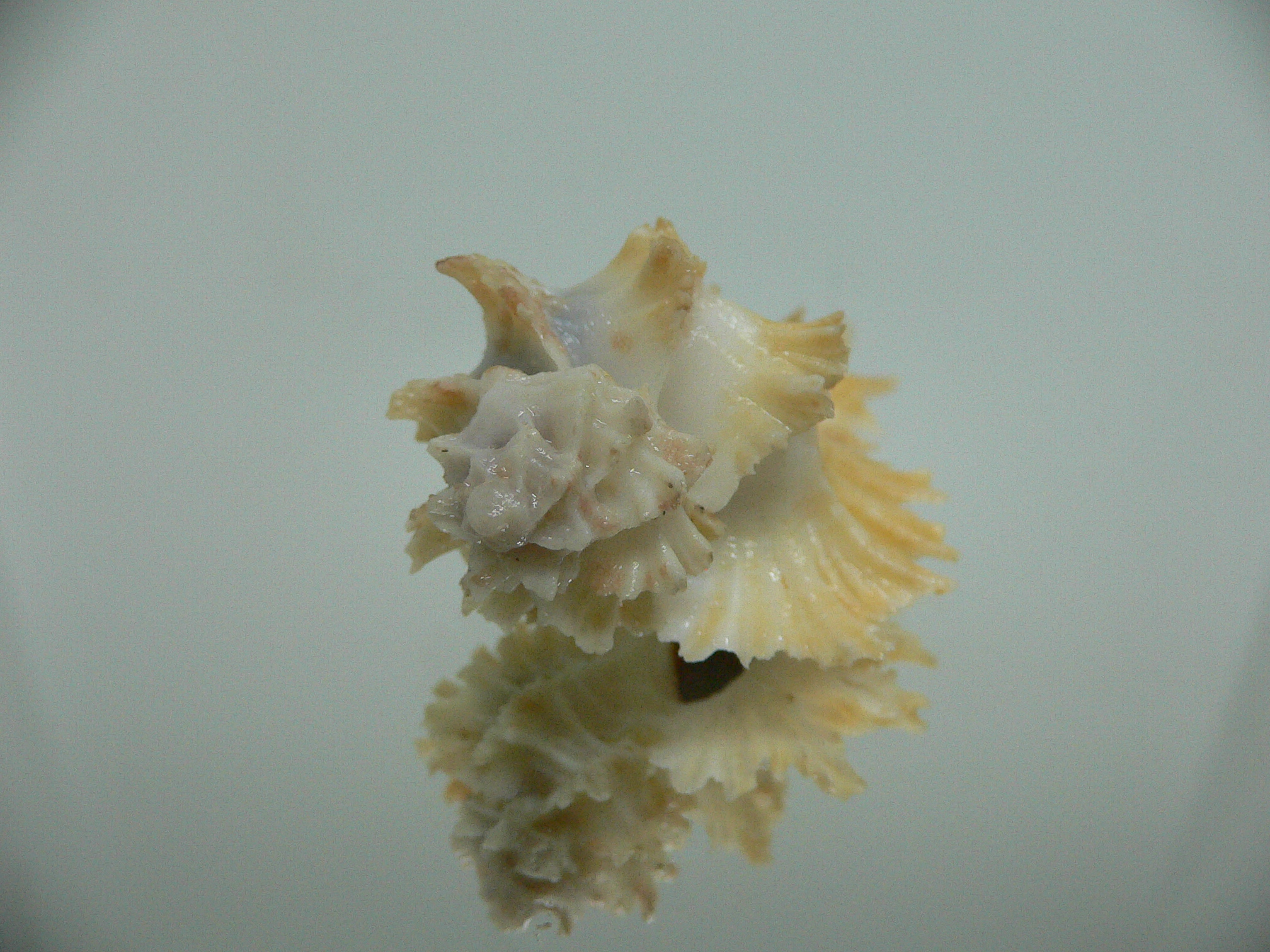 Homalocantha secunda SUPER