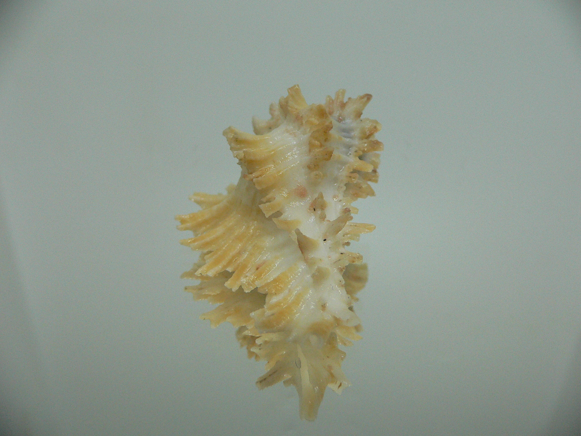 Homalocantha secunda SUPER