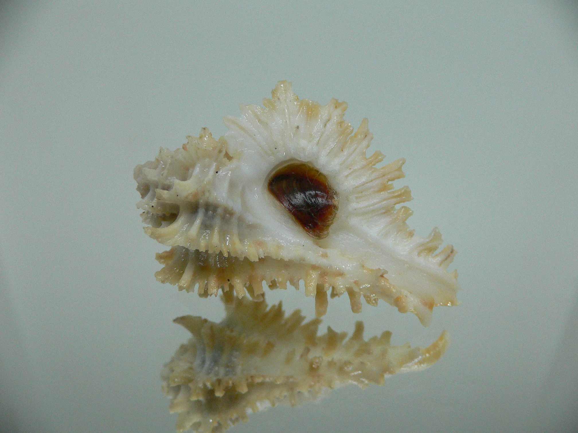 Homalocantha secunda SUPER