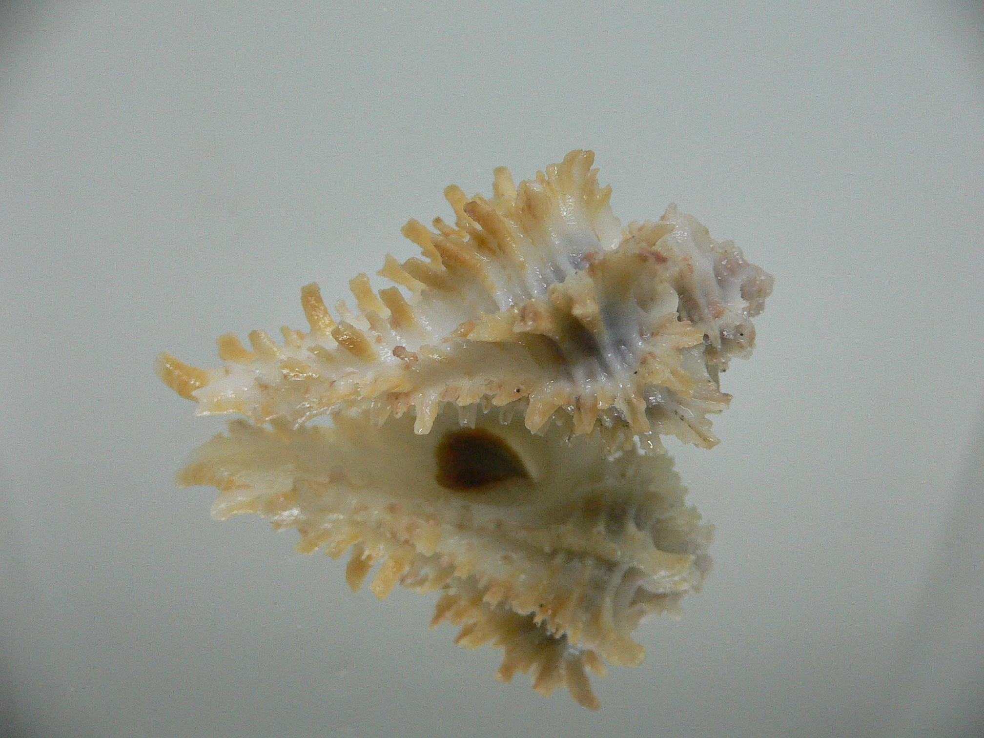 Homalocantha secunda SUPER