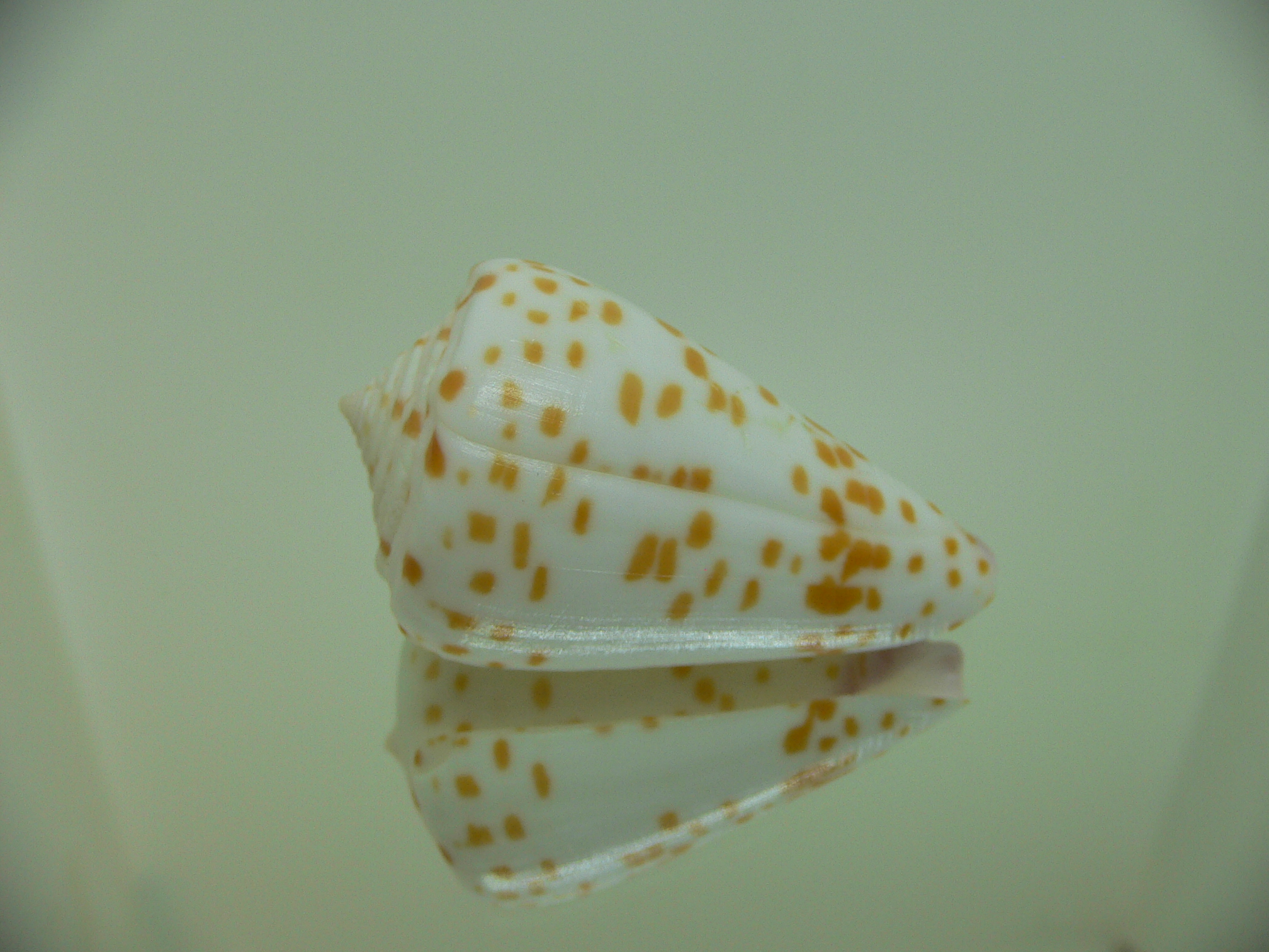 Conus tessulatus tessulatus