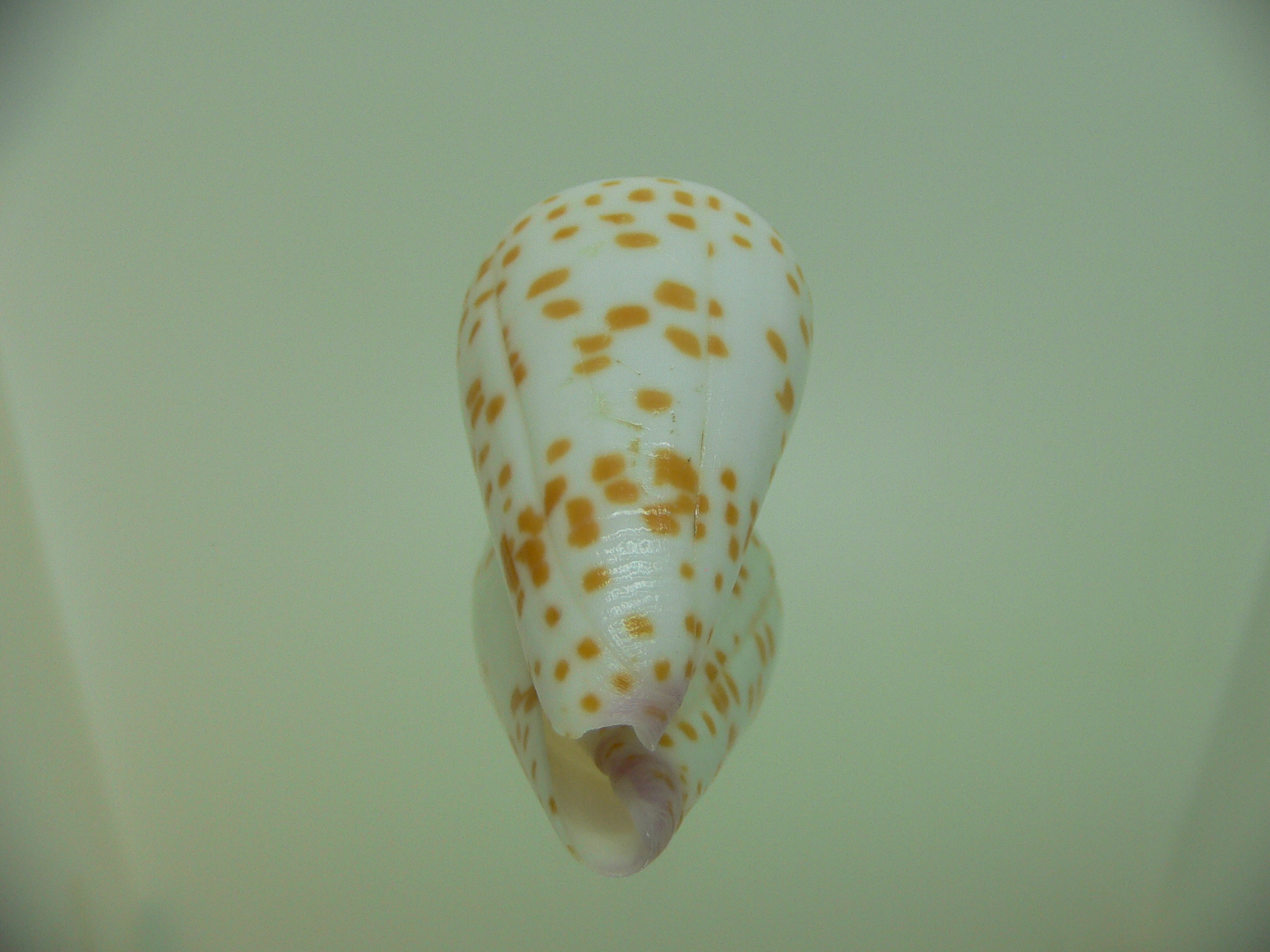 Conus tessulatus tessulatus