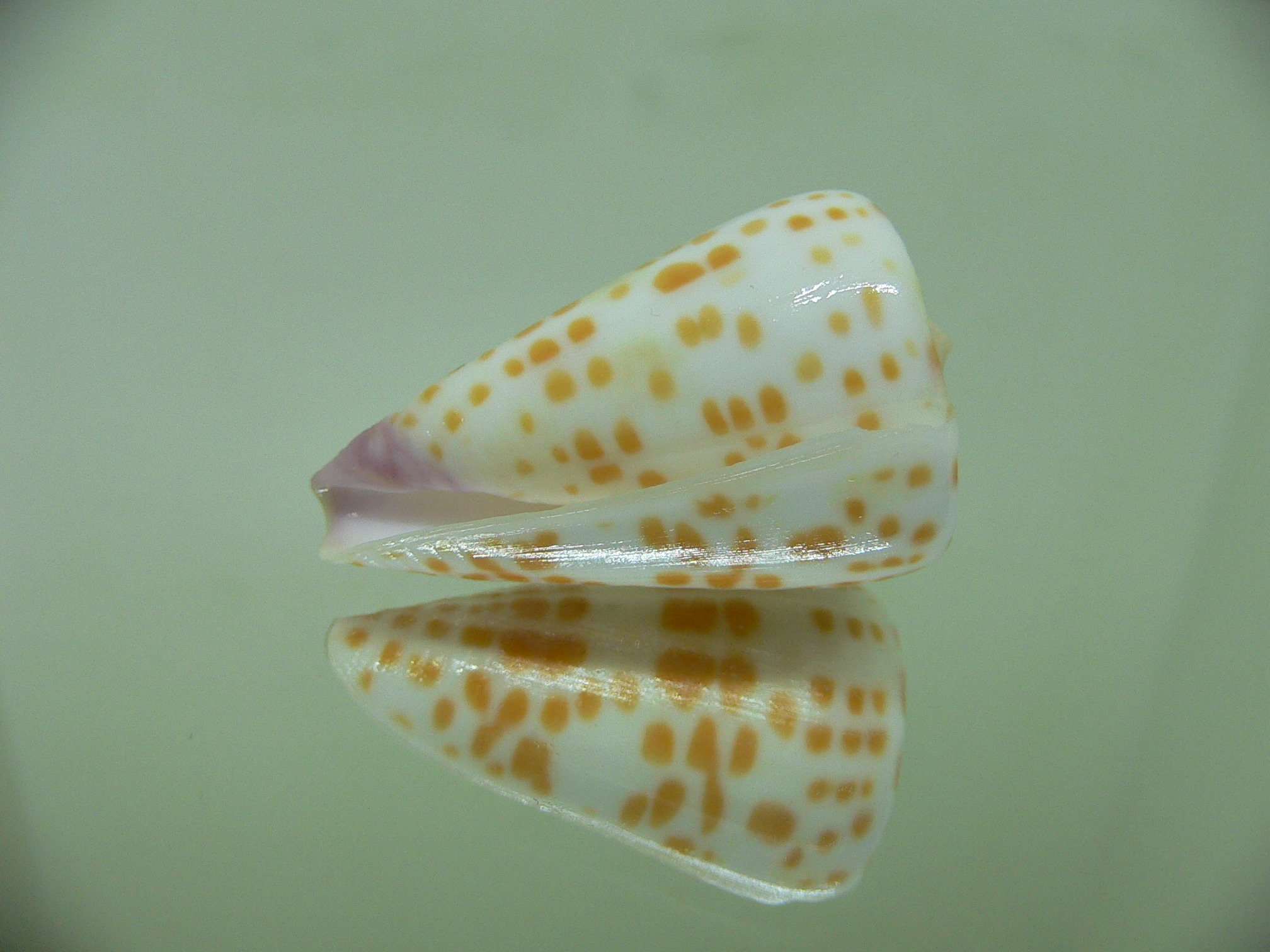 Conus tessulatus tessulatus