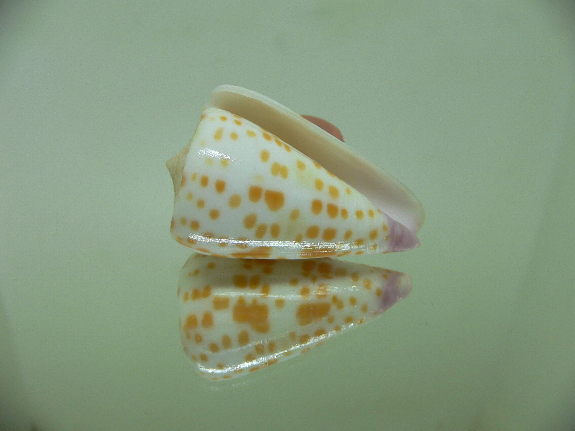 Conus tessulatus tessulatus