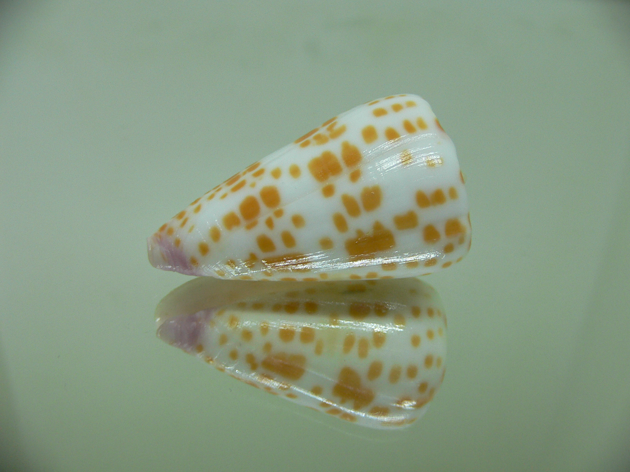 Conus tessulatus tessulatus