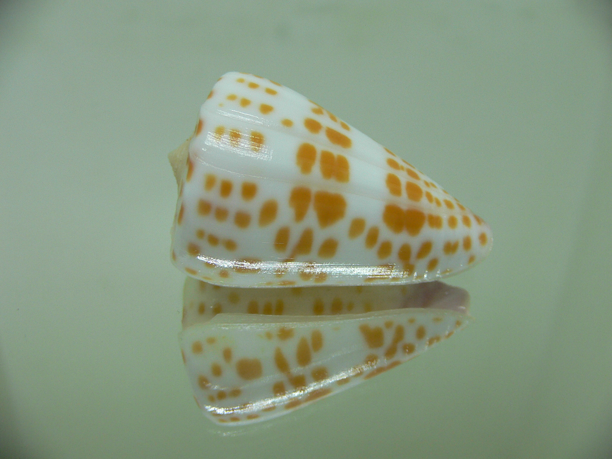 Conus tessulatus tessulatus