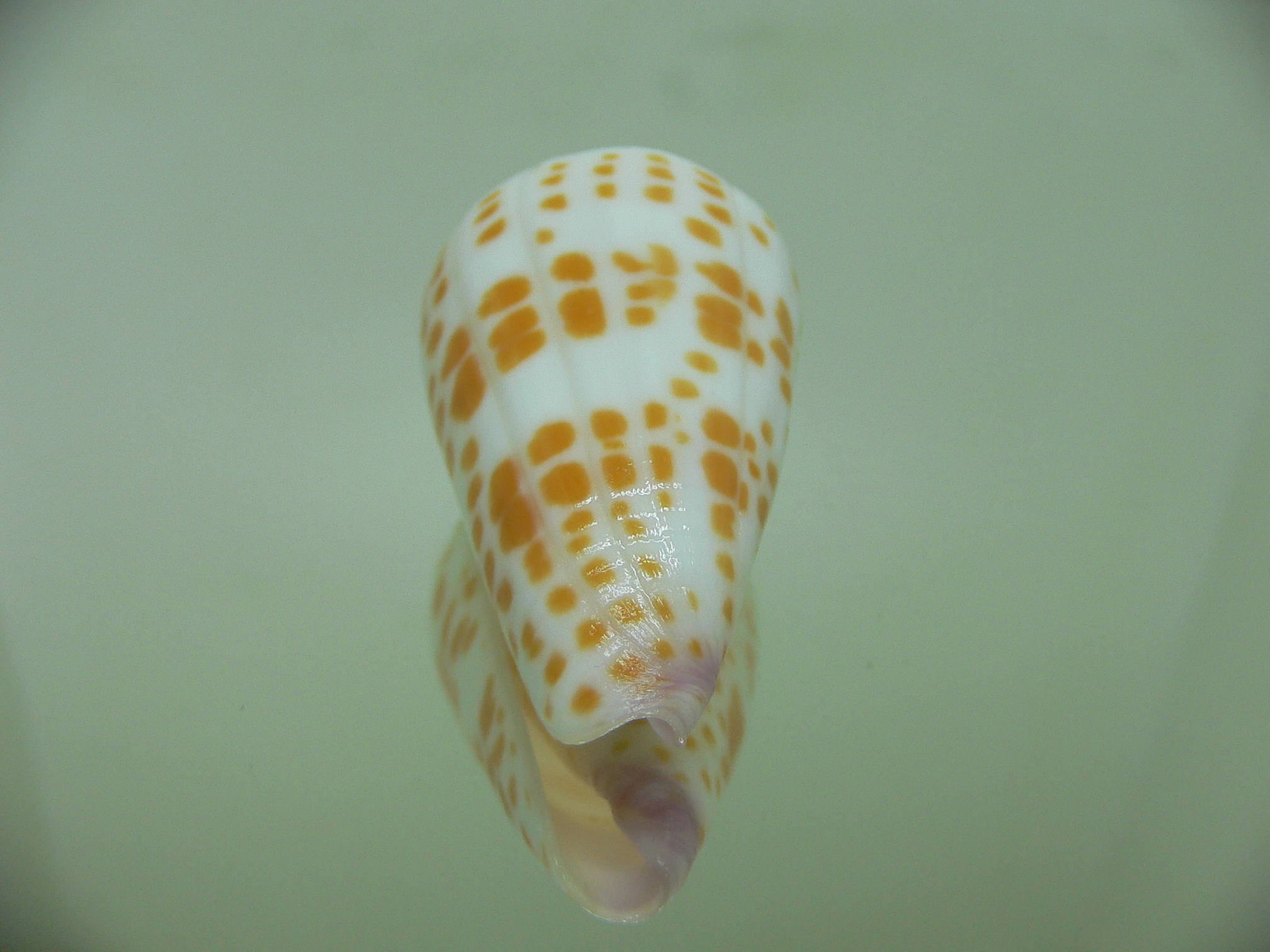 Conus tessulatus tessulatus