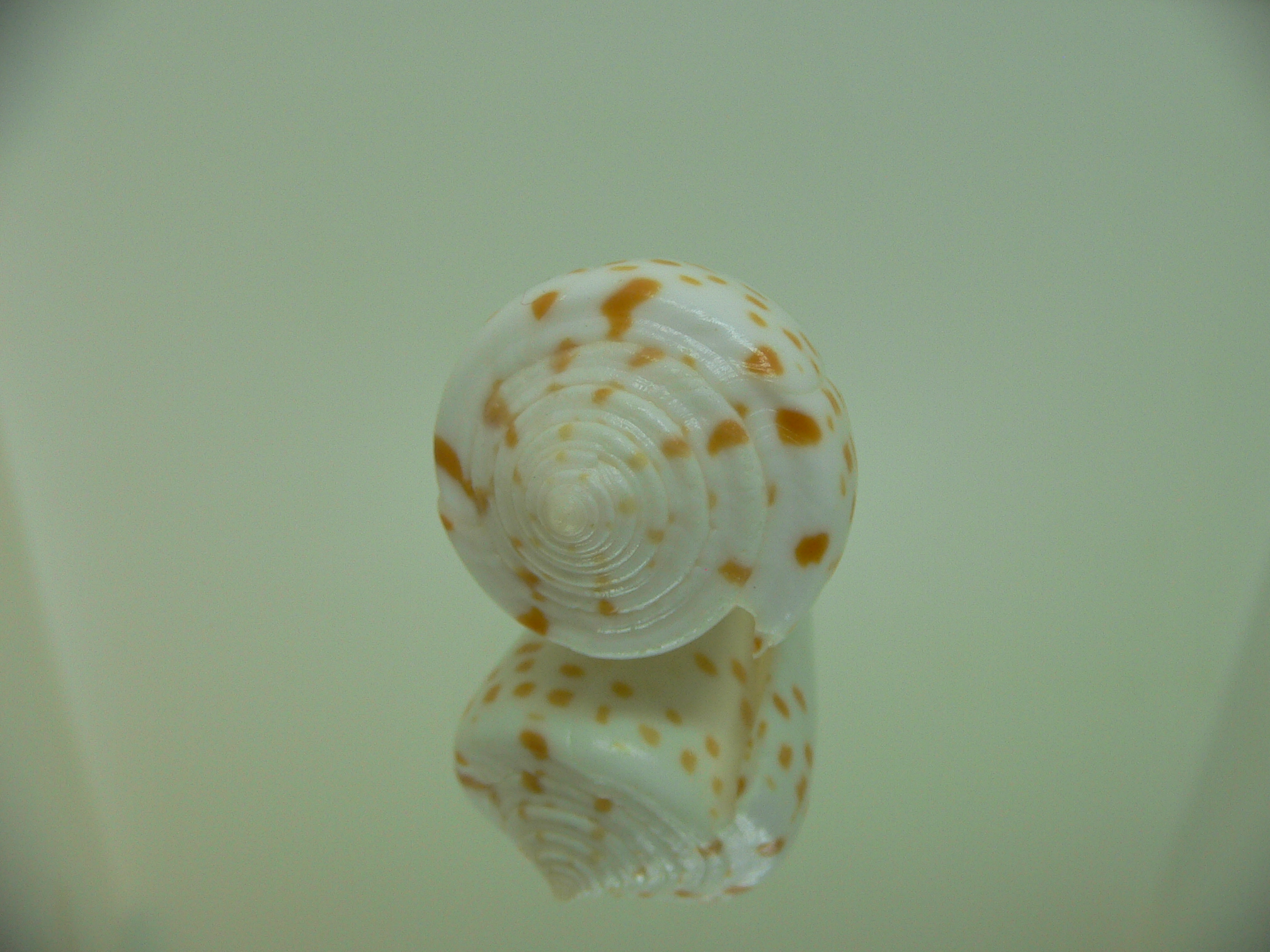 Conus tessulatus tessulatus