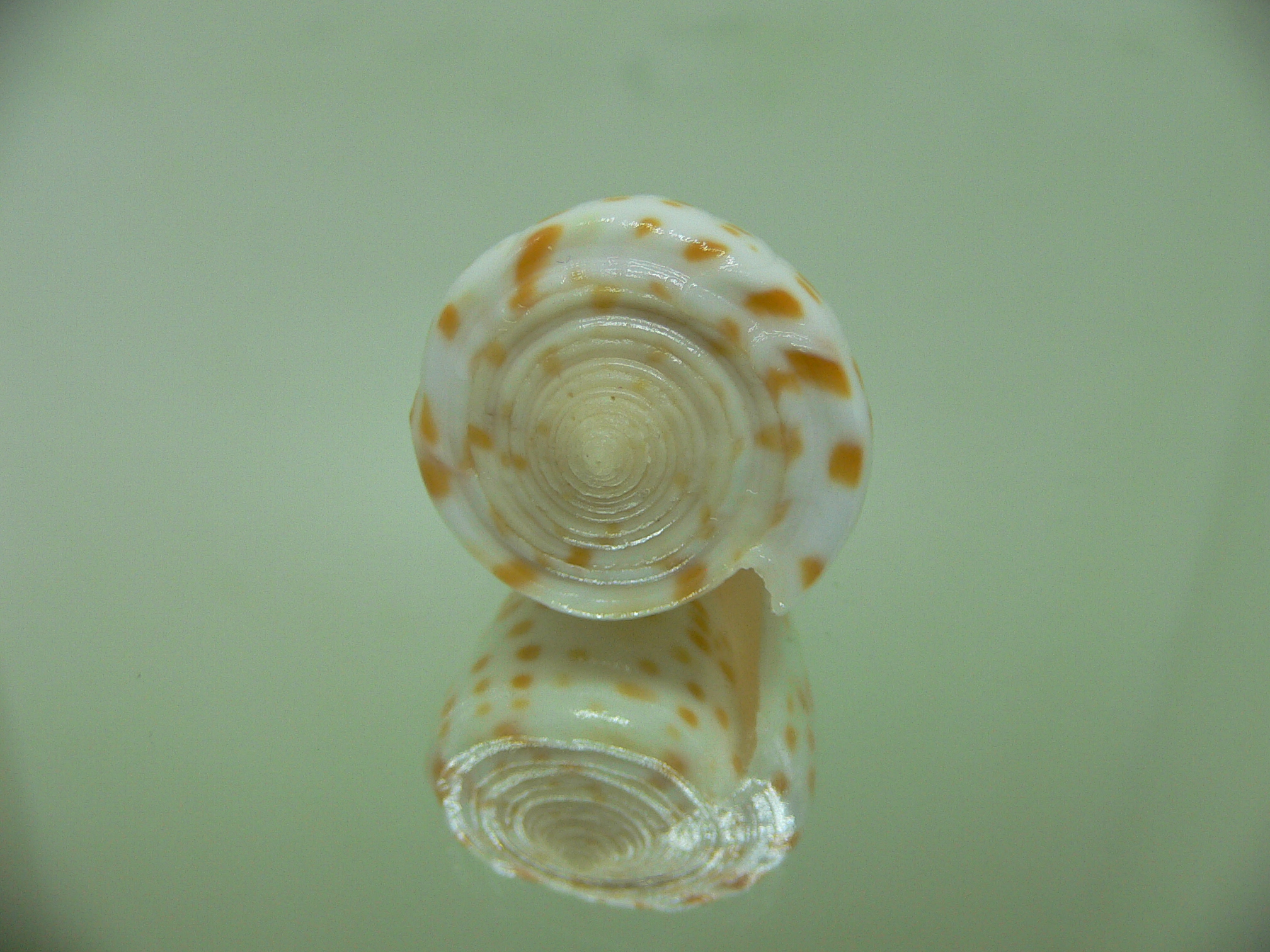 Conus tessulatus tessulatus