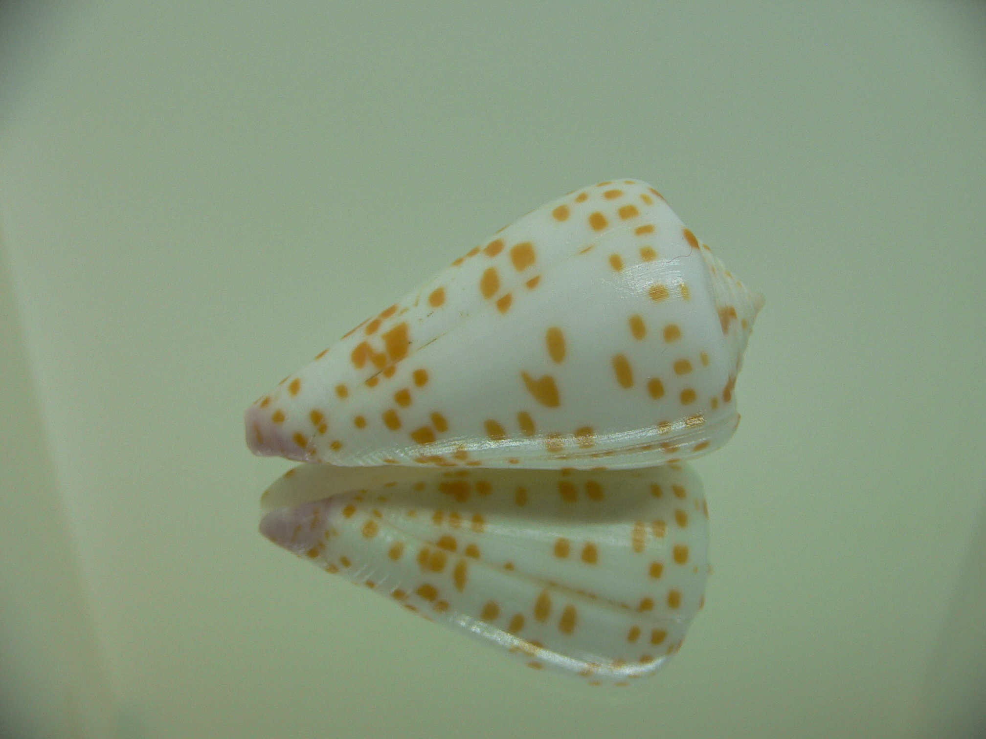 Conus tessulatus tessulatus