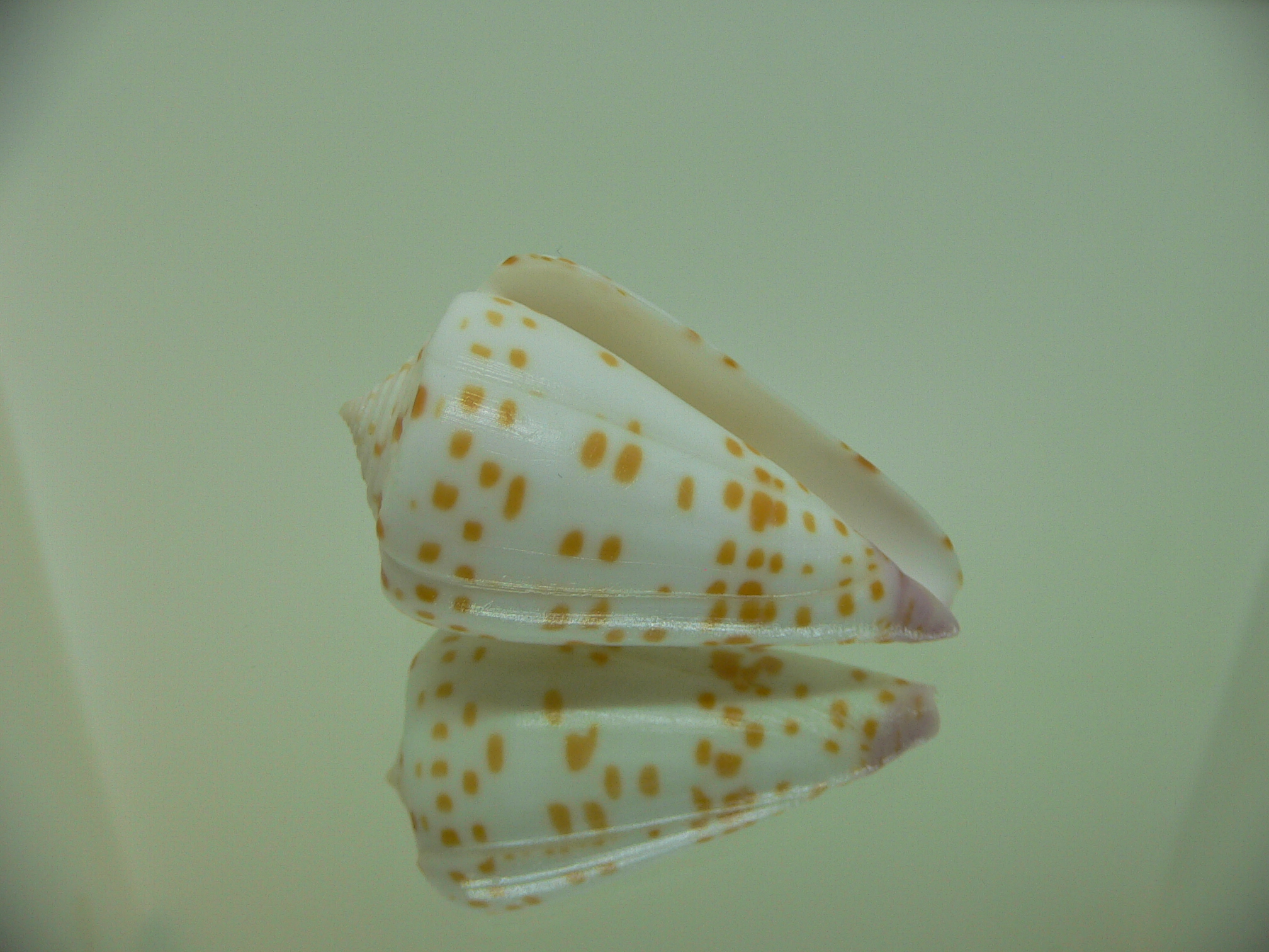 Conus tessulatus tessulatus