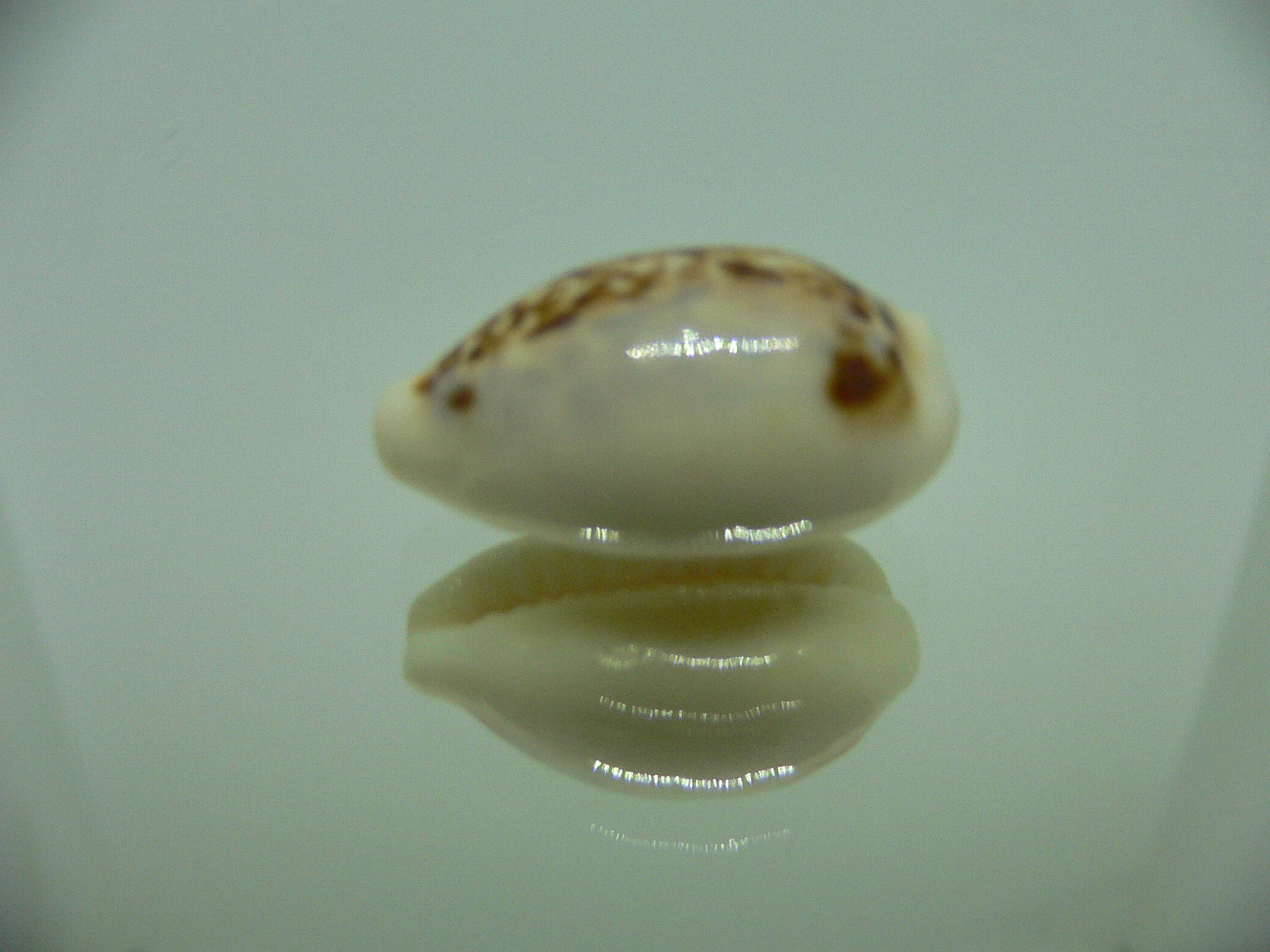 Cypraea coxeni hypercallosa BIG