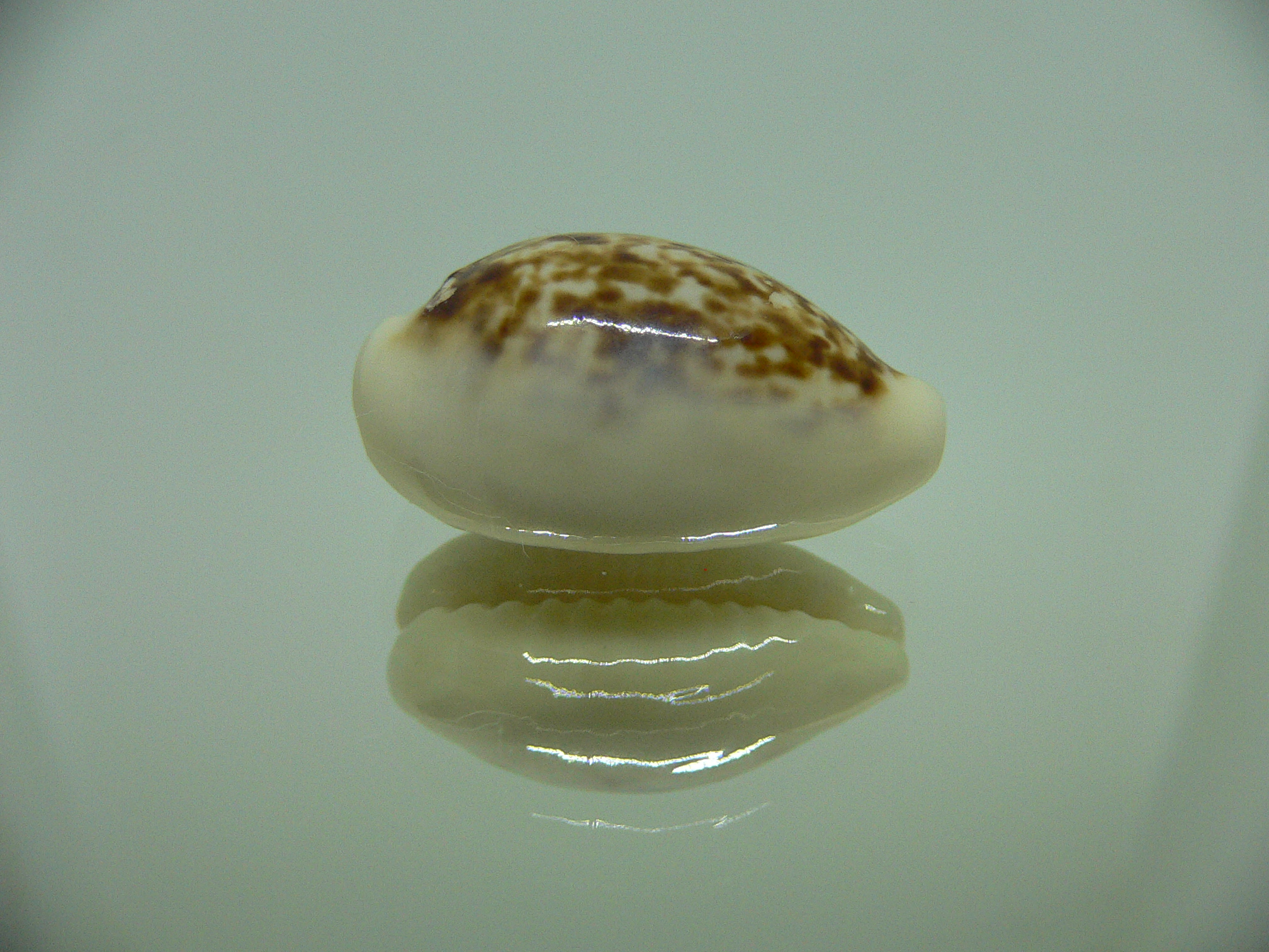 Cypraea coxeni hypercallosa BIG