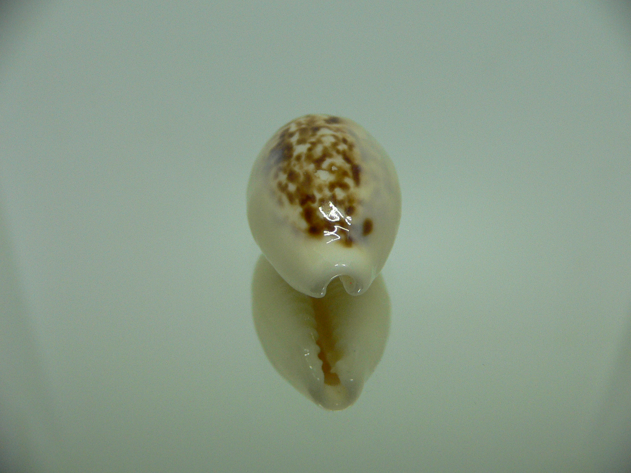 Cypraea coxeni hypercallosa BIG