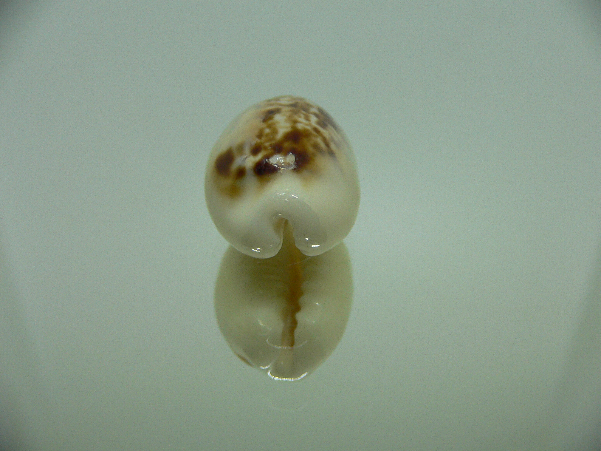 Cypraea coxeni hypercallosa BIG