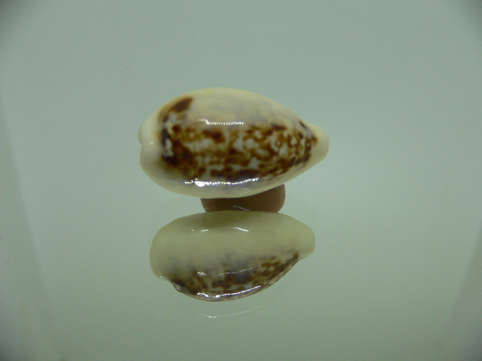 Cypraea coxeni hypercallosa BIG