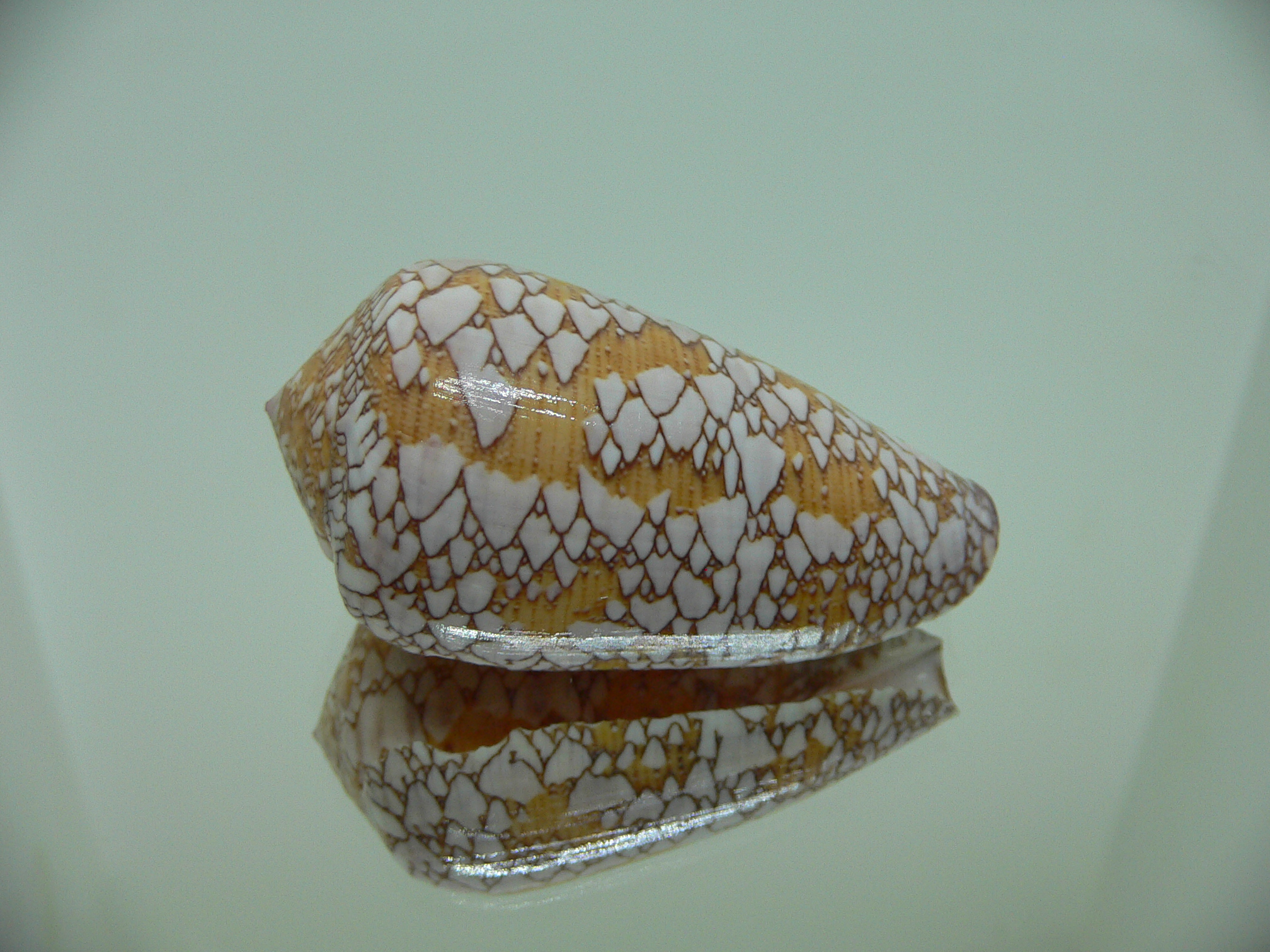 Conus behelokensis SUPER DRAWING