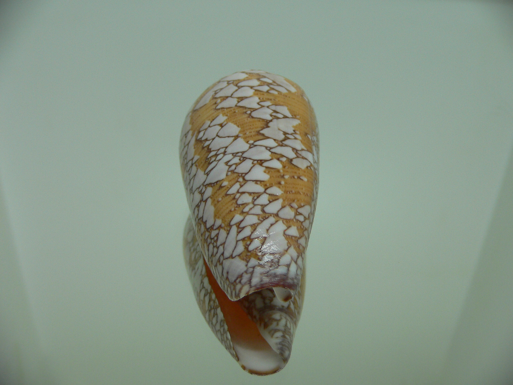 Conus behelokensis SUPER DRAWING