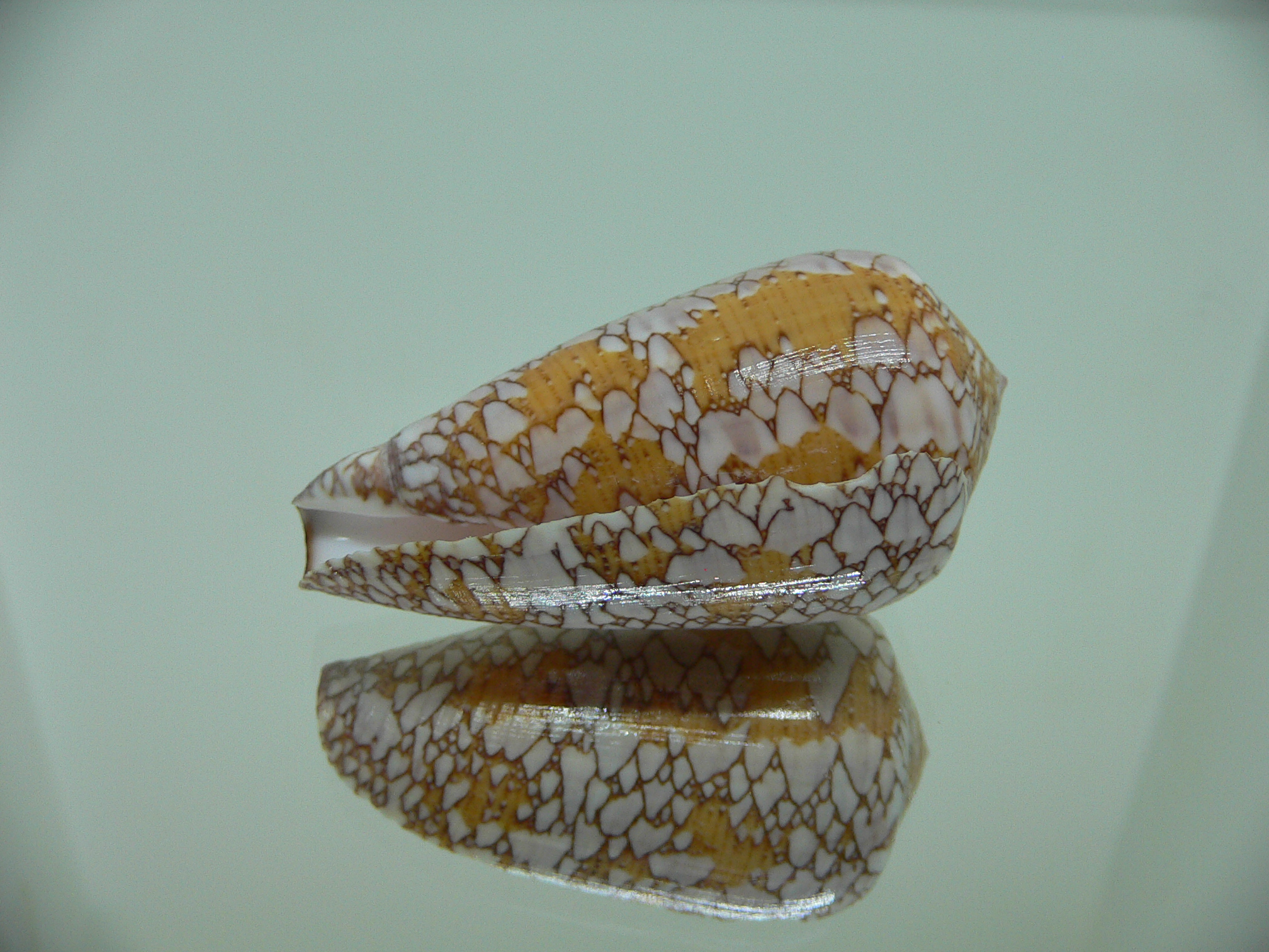 Conus behelokensis SUPER DRAWING