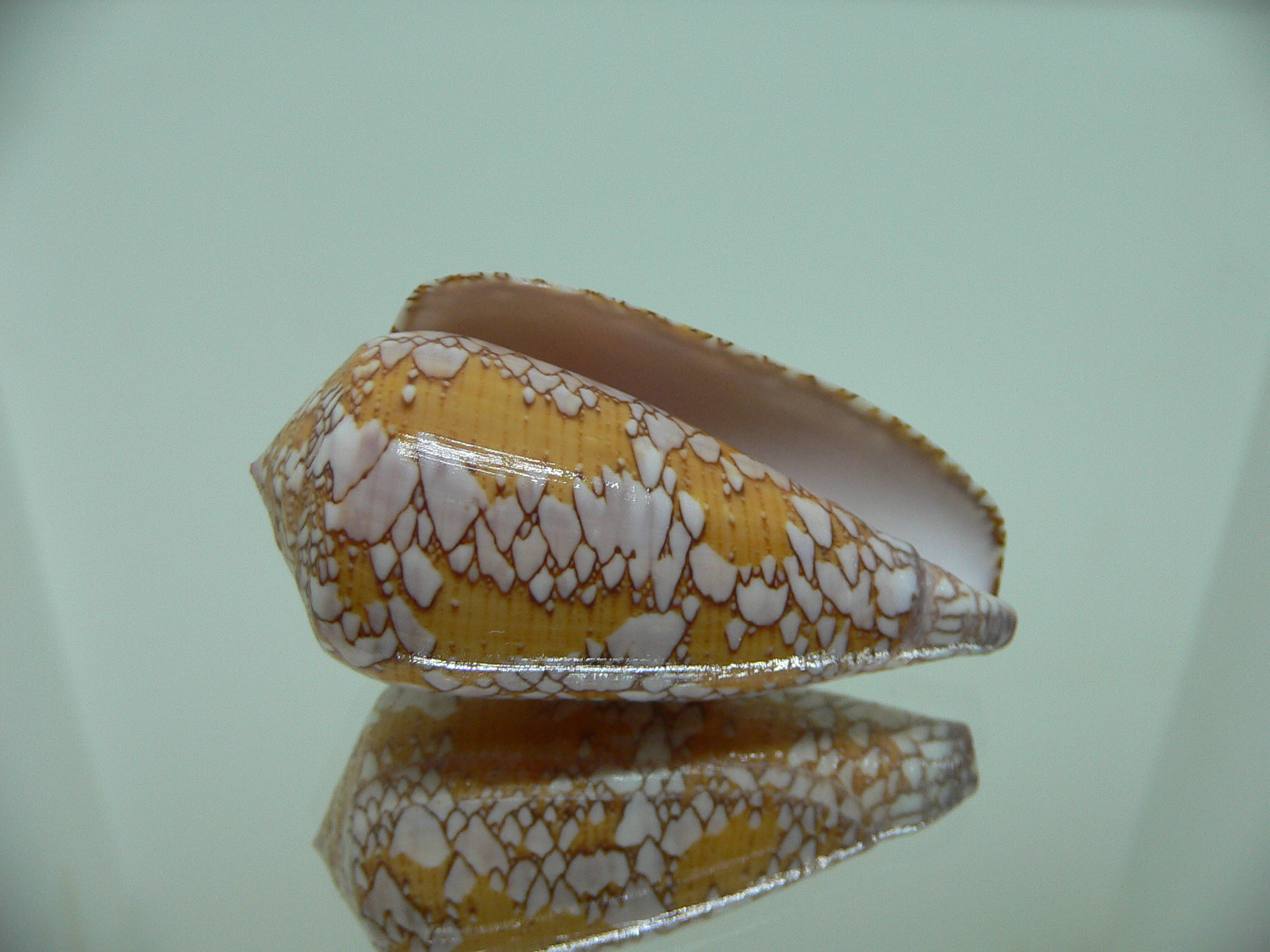 Conus behelokensis SUPER DRAWING